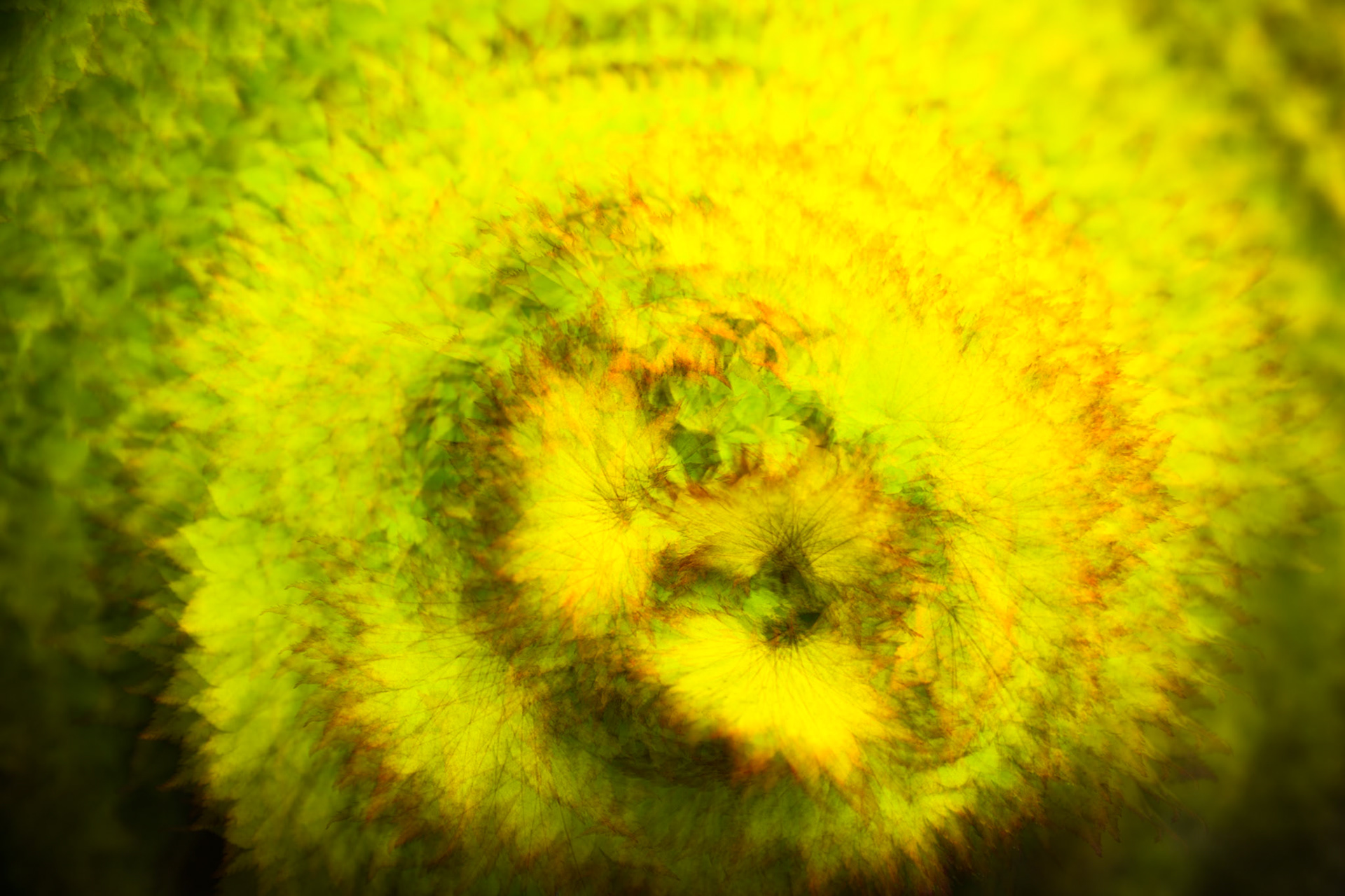 Autumn leaves, Callander, Scotland