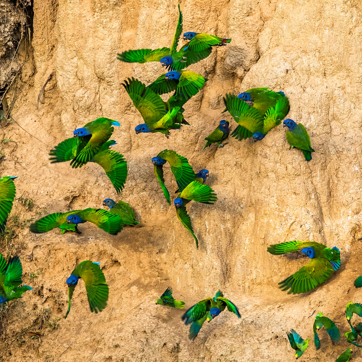 Blue-headed parrot and Tui parakeet, Tambo Blanquillo, Manu National Park,  Peru