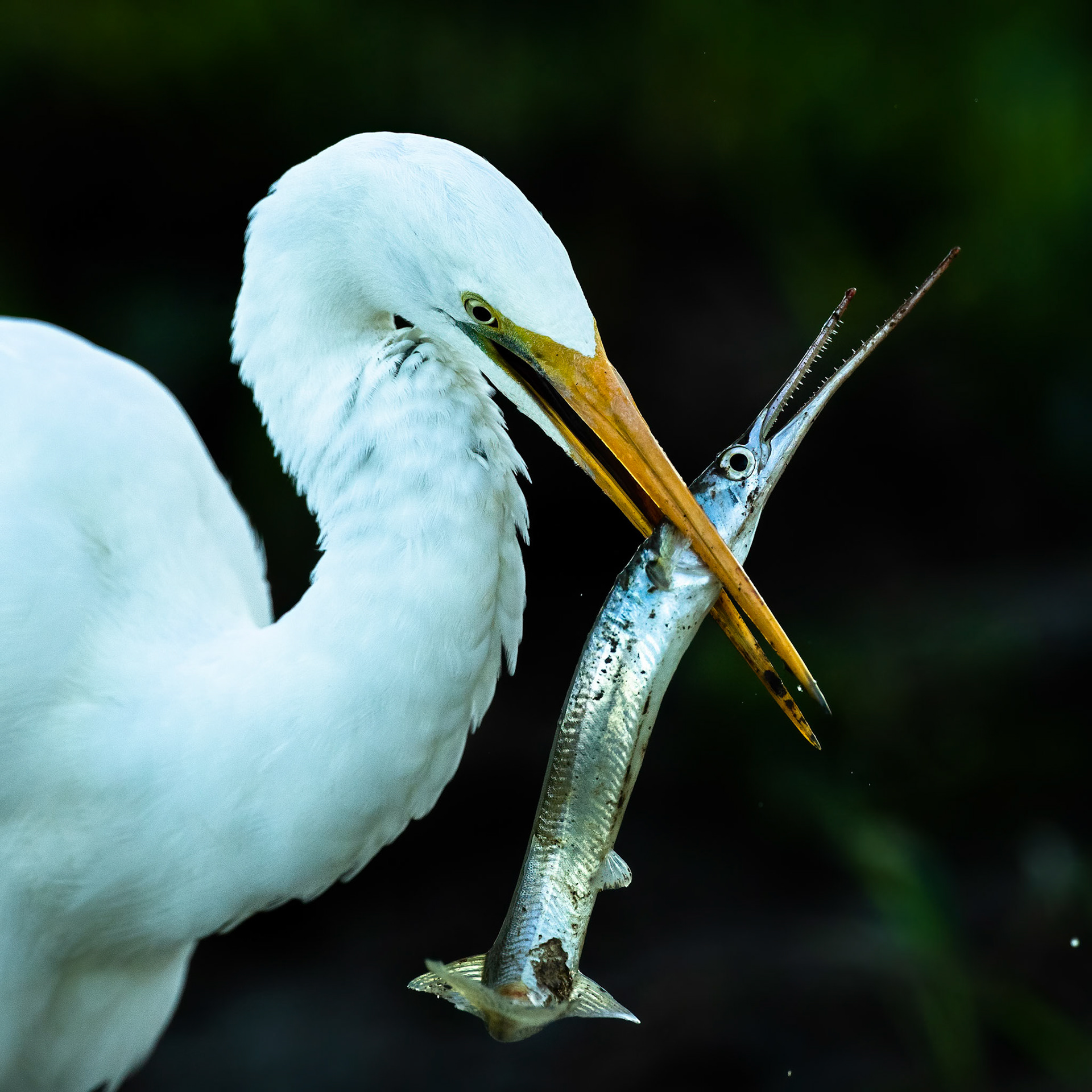 Great egret and longtom, Yellow waters billabong, Kakadu, Northern Territory, Australia