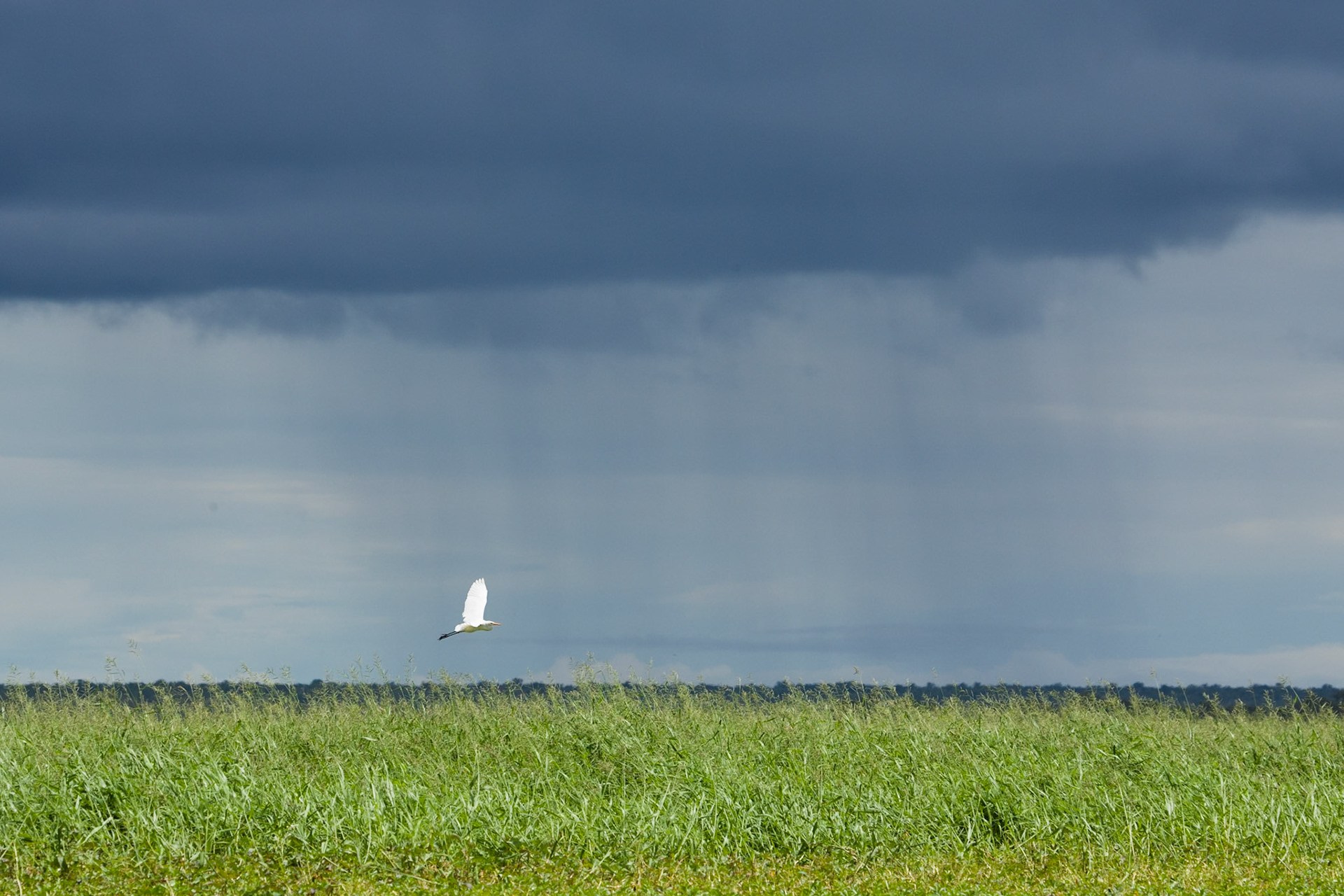 Great egret and rain, Mount Borradale, Arnhemland, Northern Territory