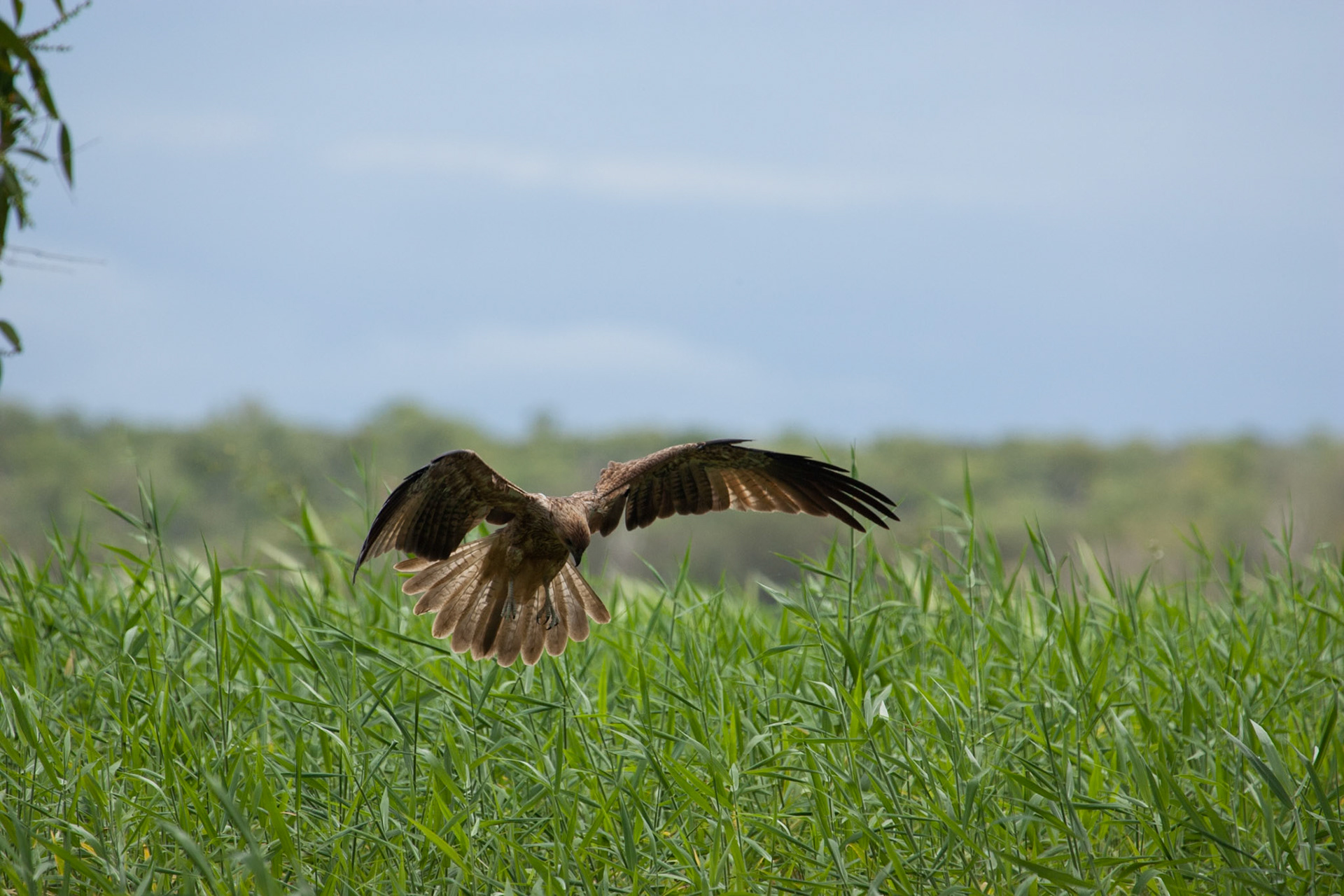 Whistling kite. Mount Borradale, Arnhemland, Northern Territory