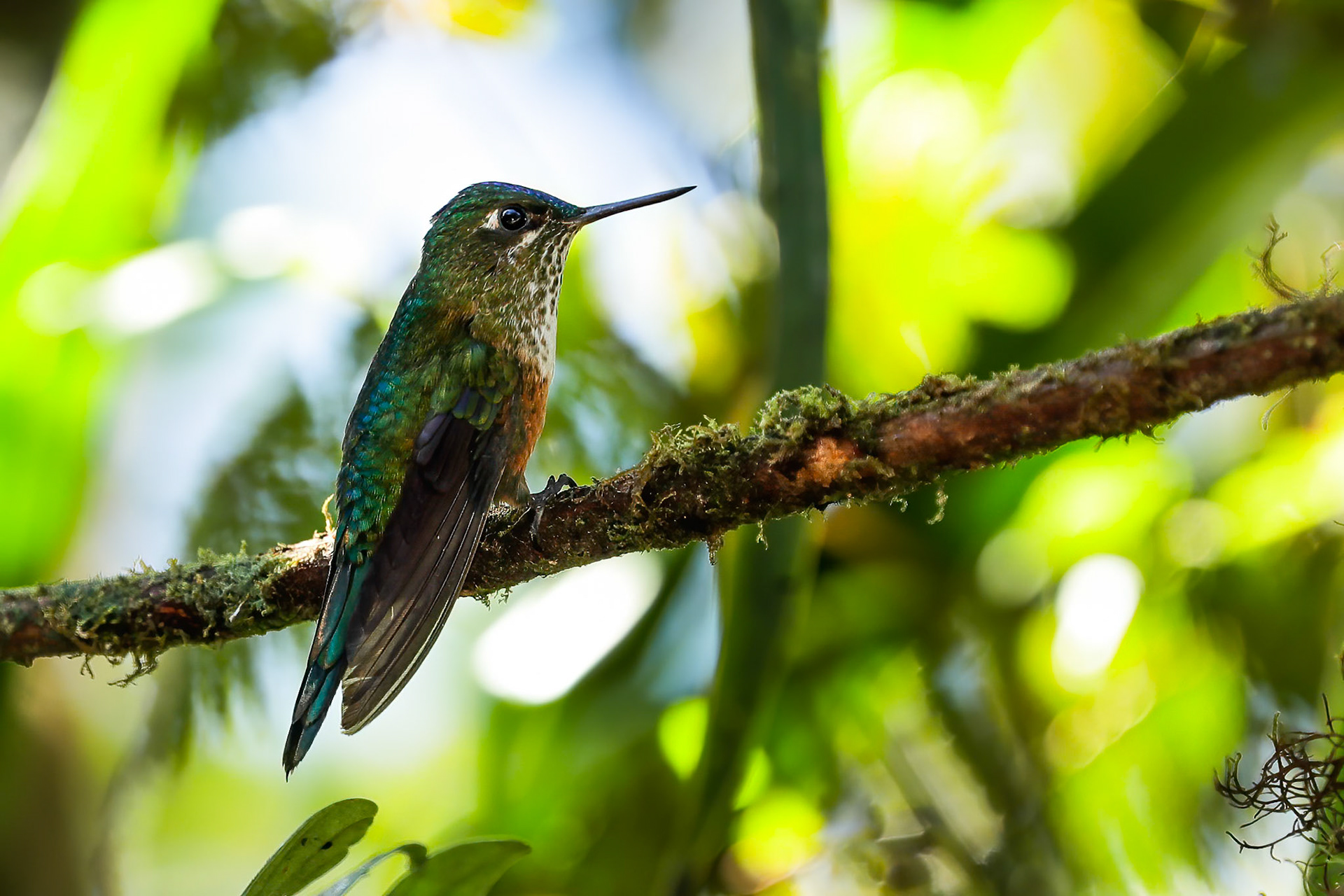 Violet-tailed sylph (female), Las Tangeras, Colombia