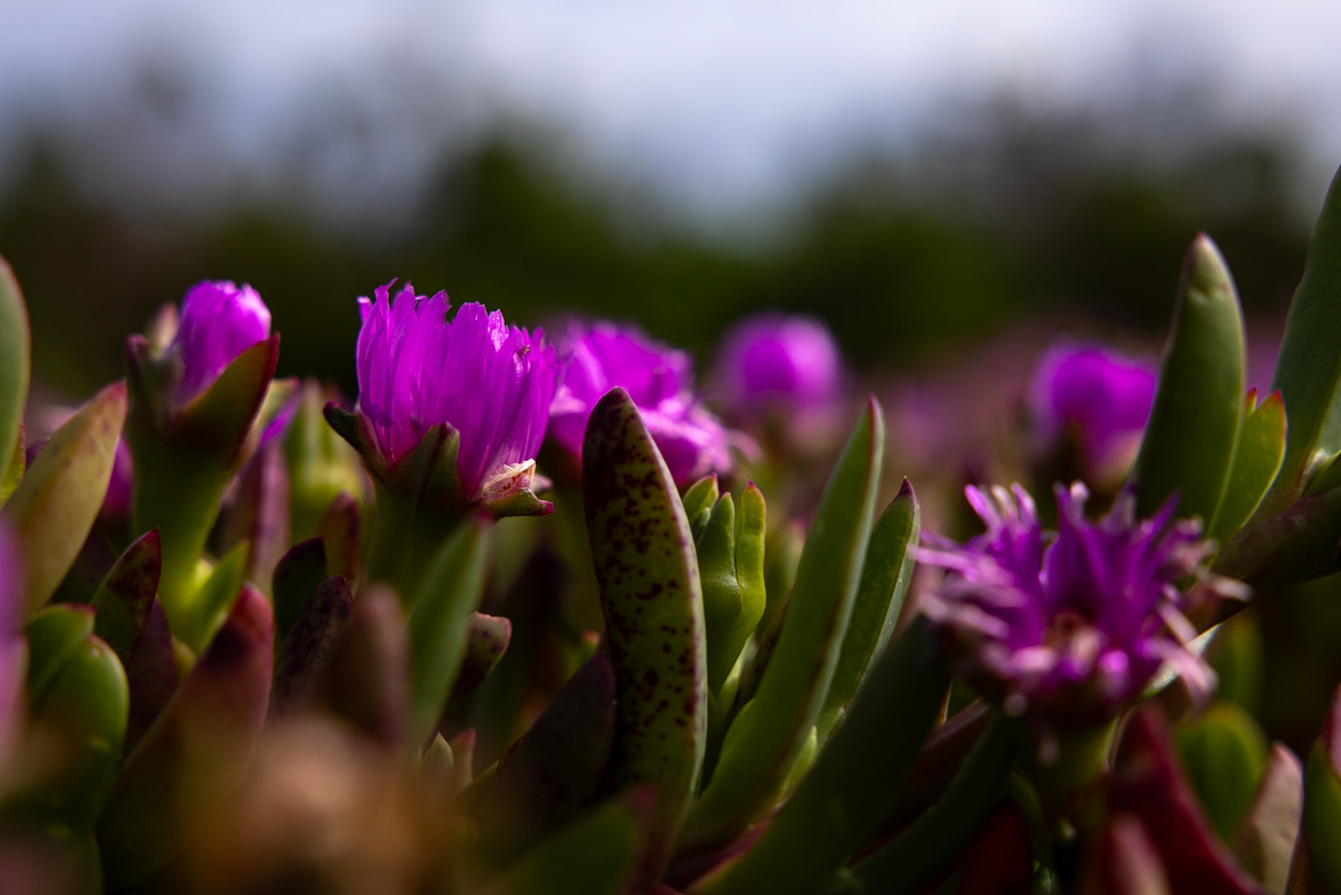 Kangaroo Island, South Australia