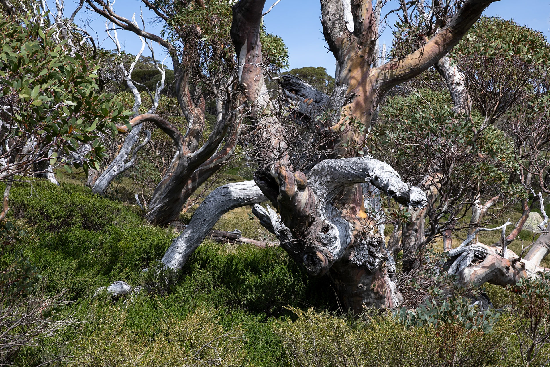 Guthega to Charlotte's Pass, Snowies Alpine Trail, Snowy Mountains, New South Wales, Australia