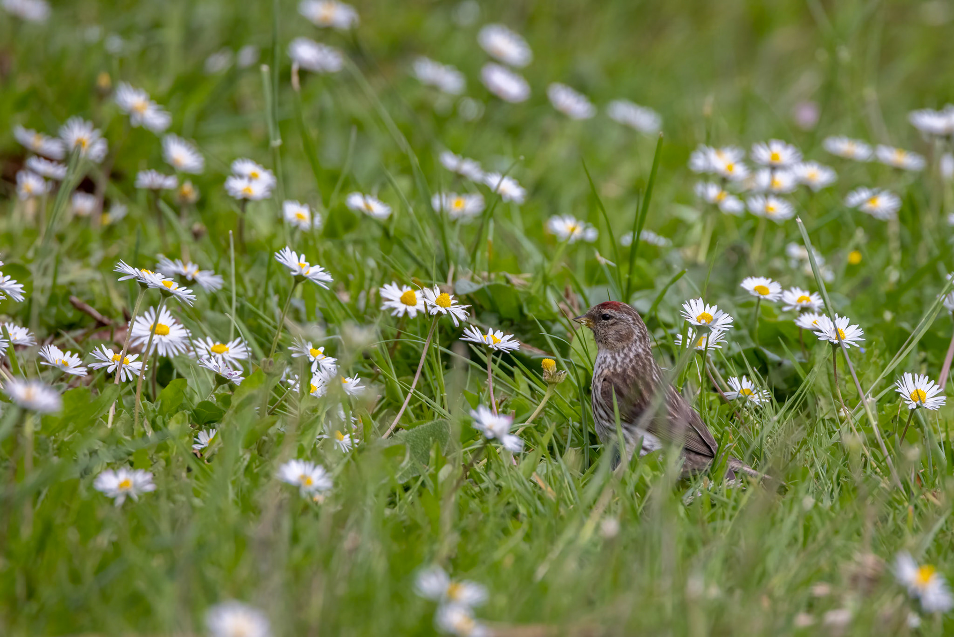 Lesser redpoll, Dunedin, New Zealand