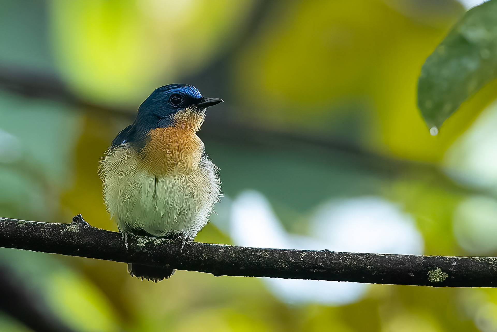 Malaysian blue-flycatcher, Tabin, Borneo