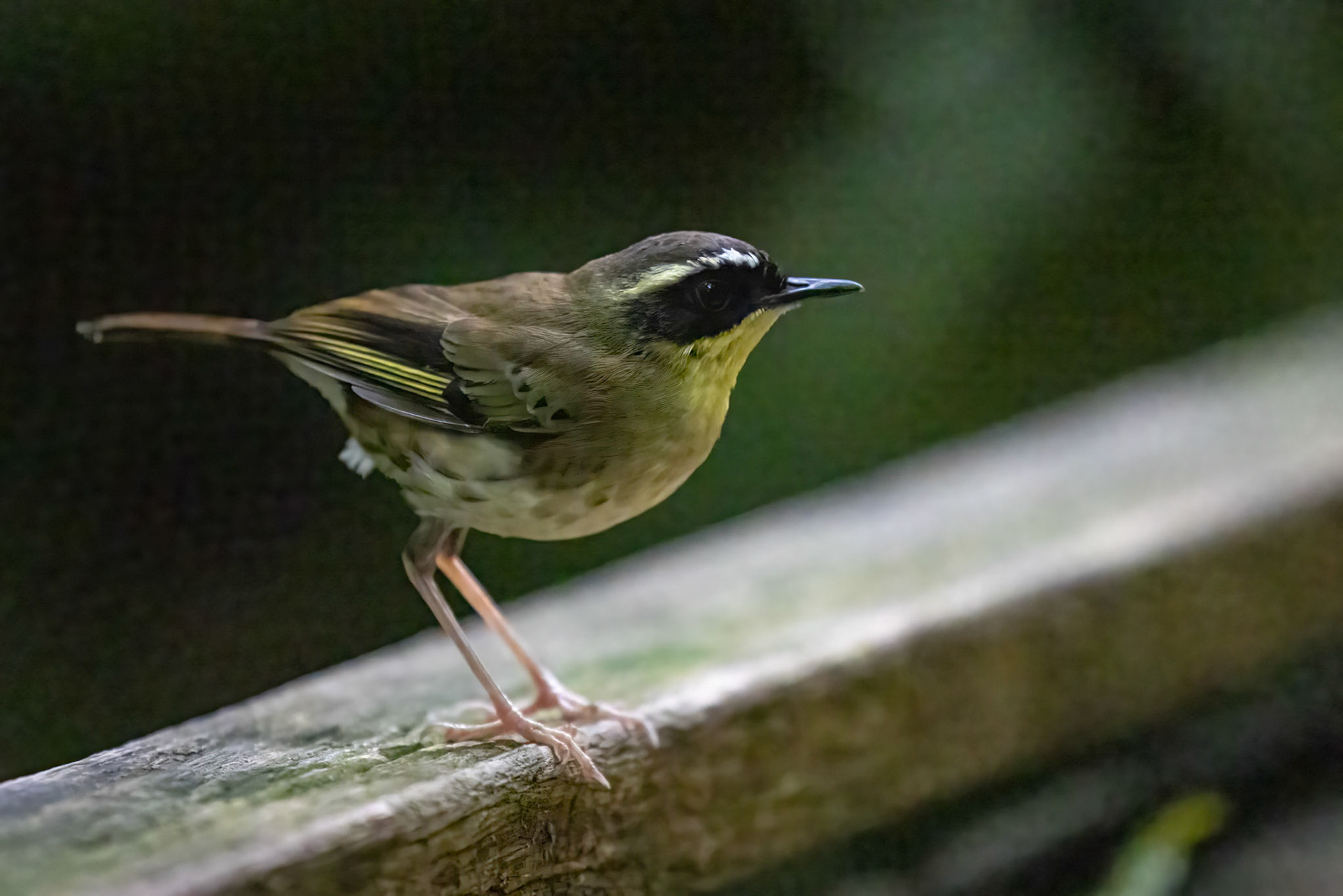 Yellow-throated scrubwren, O'Reilly's Rainforest Retreat, Lamington National Park, Queensland, Australia