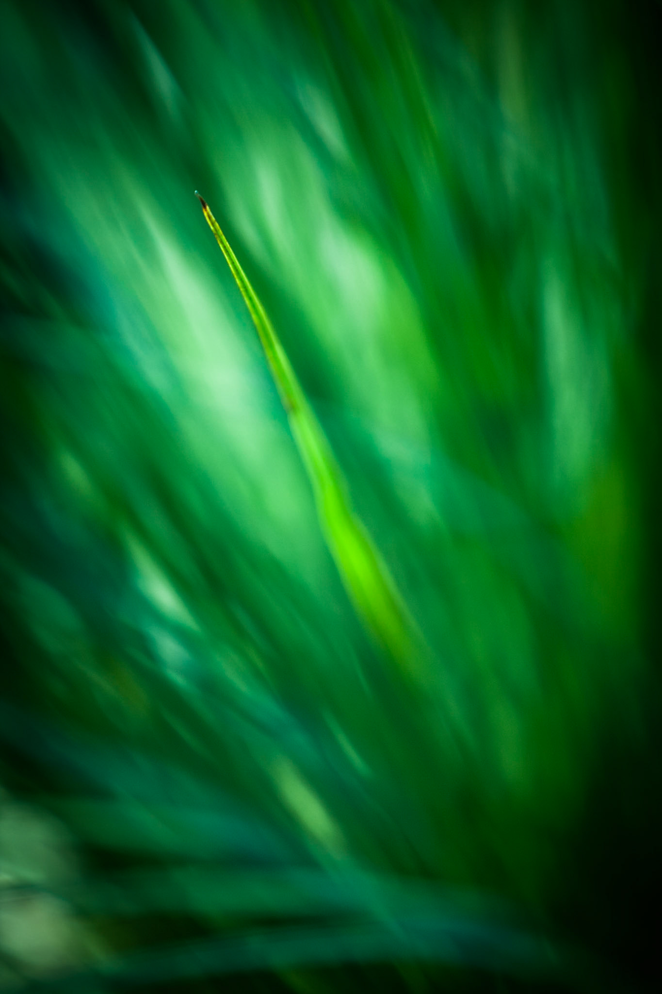 Lamington National Park, Queensland