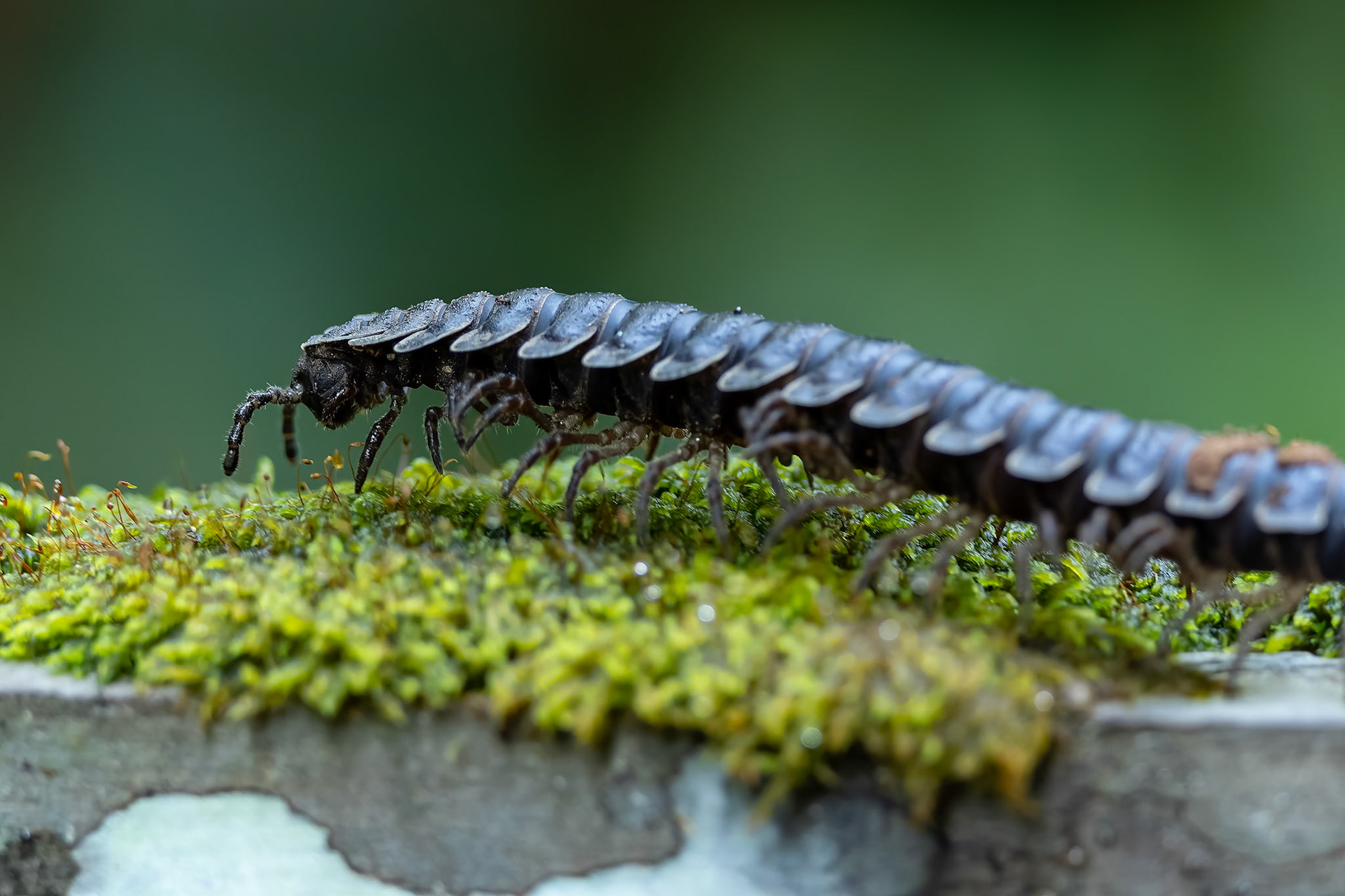 Borneo tractor millipede, Sepilok, Borneo