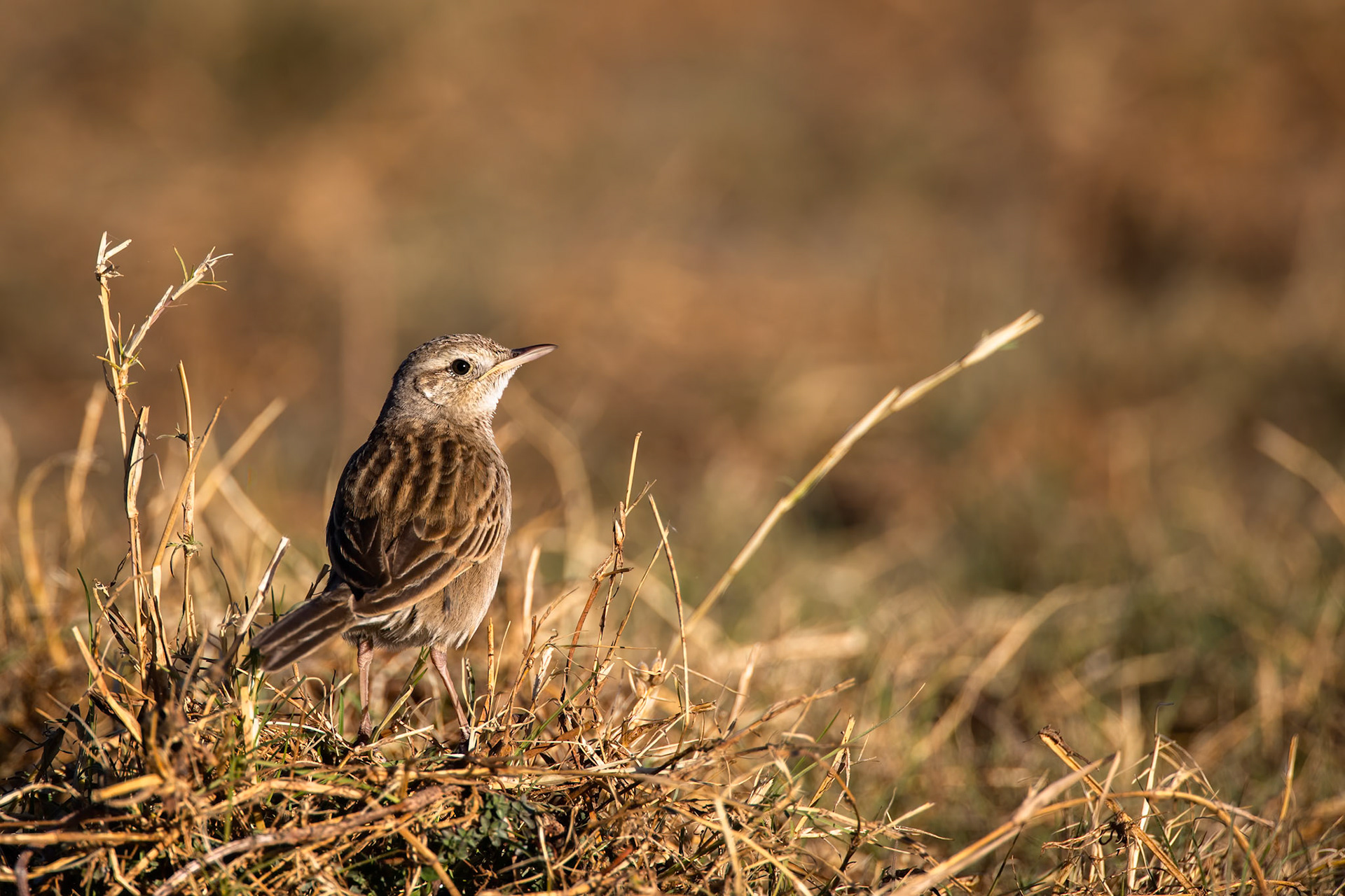 Rufous songlark, Mount Isa, Lake Moondarra, Queensland, Australia