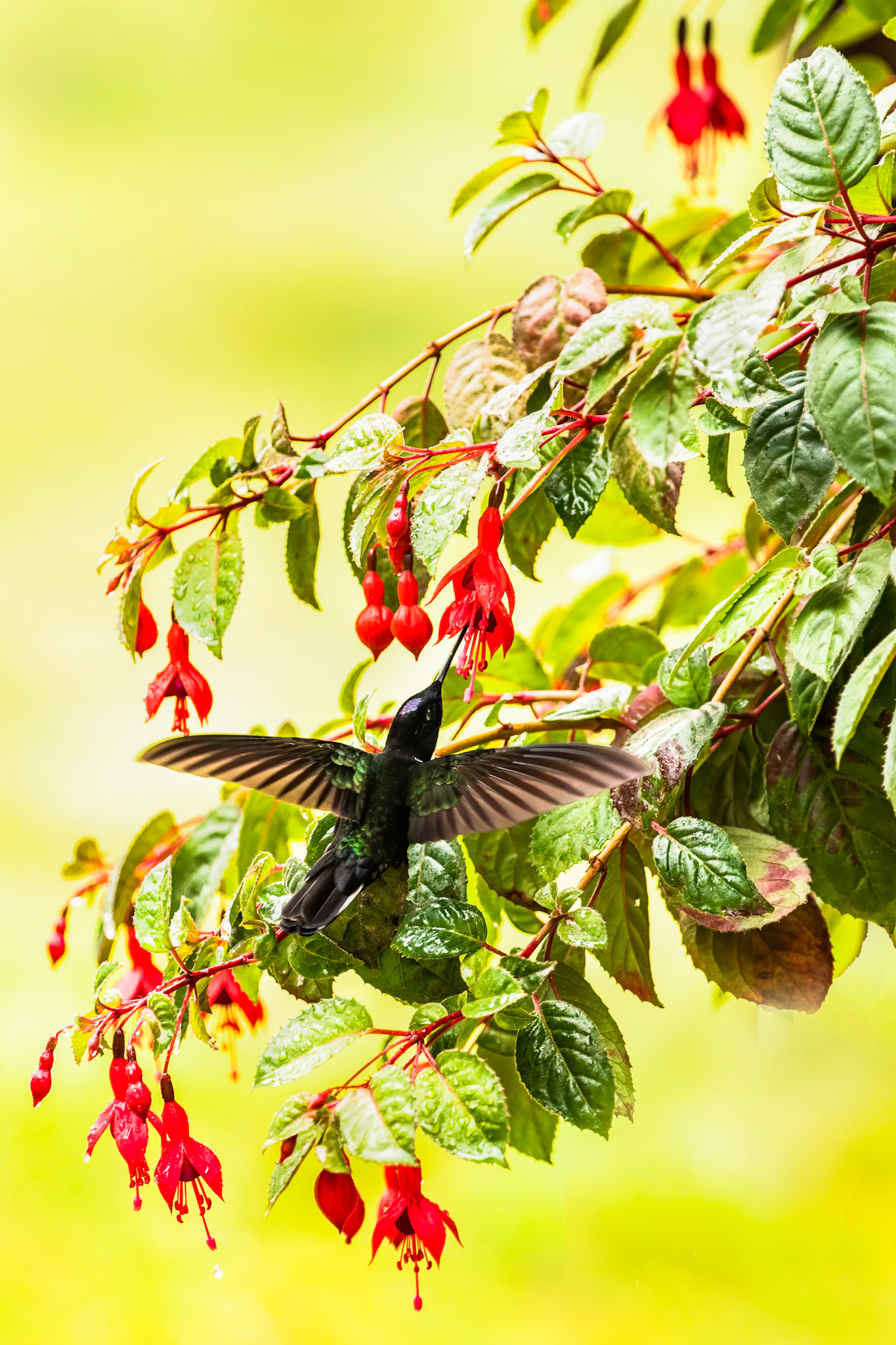 Collared Inca, Rio Blanco, Colombia
