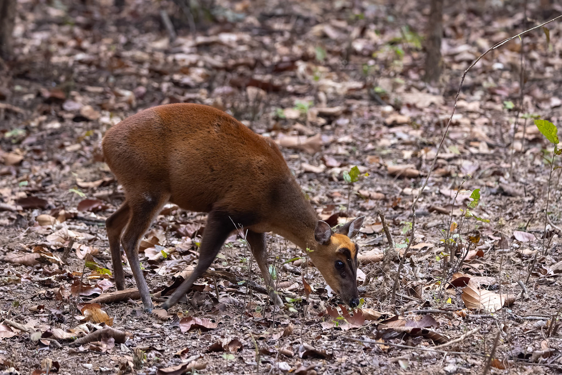 Muntjac barking deer, Khana, India
