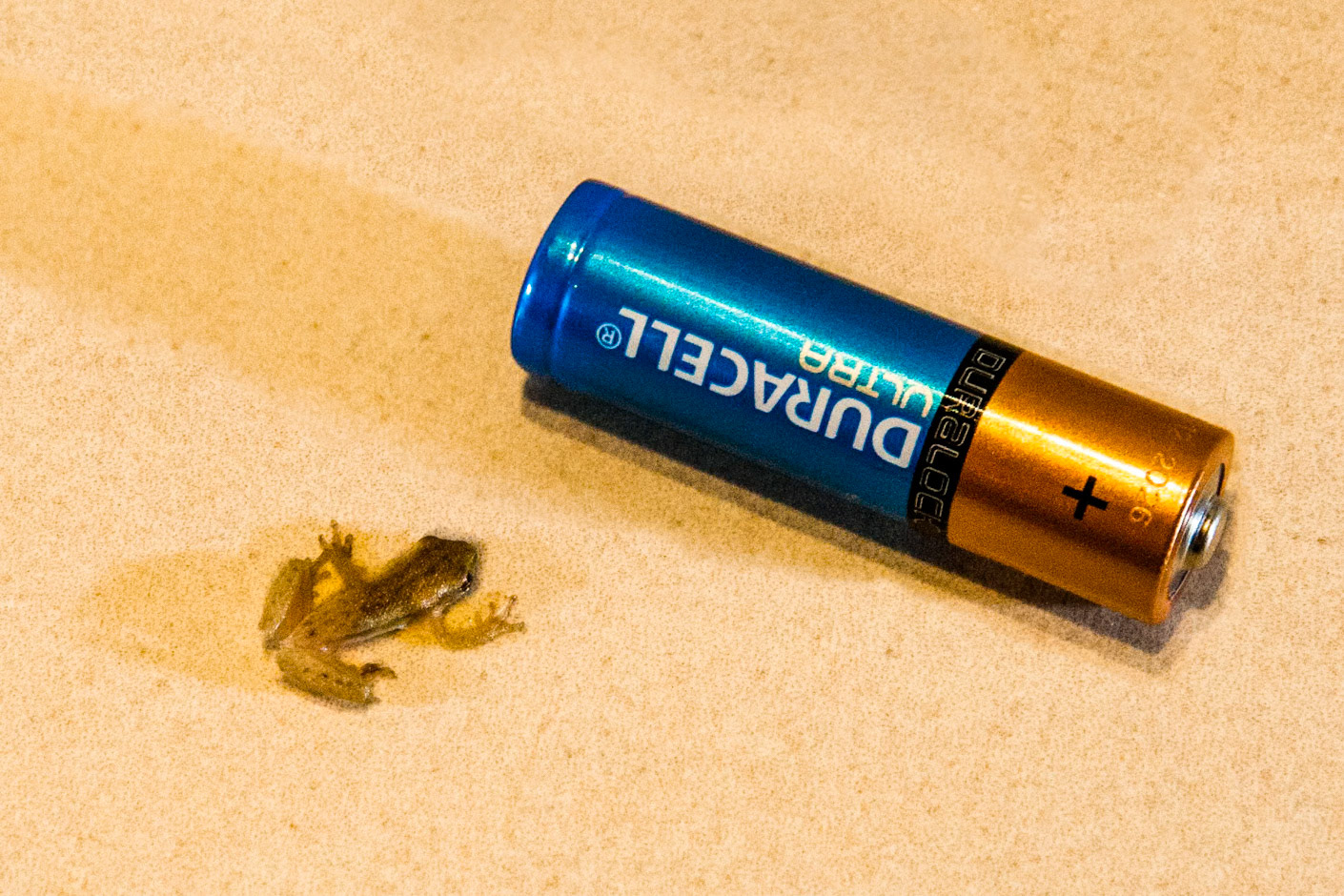 Frog, Pousada Piuval, Pantanal, Brazil