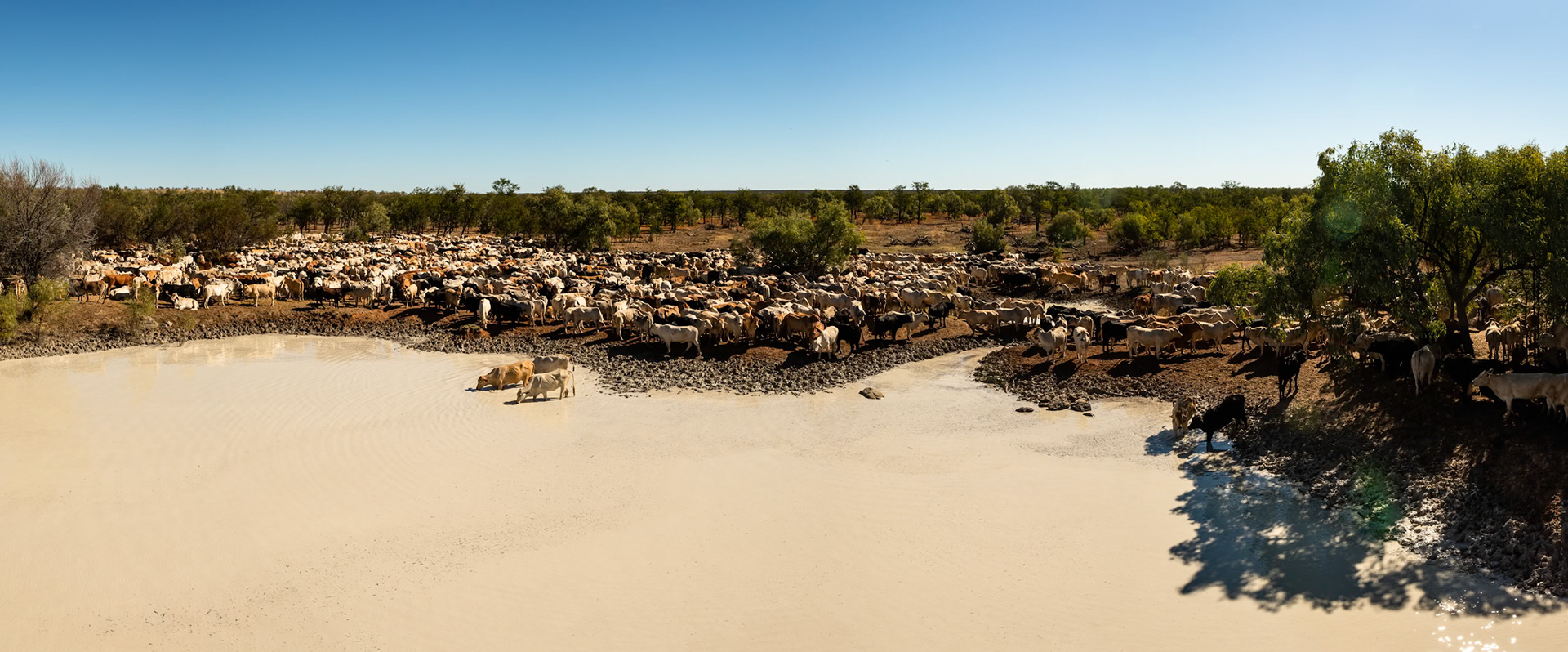Cattle muster, near Three Ways, Northern Territory, Australia