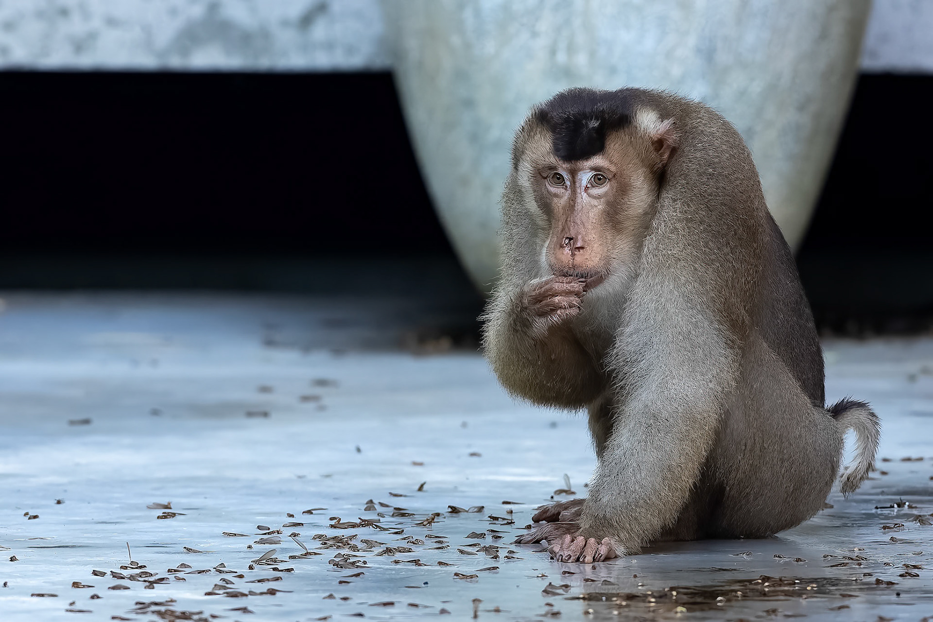 Pig-tailed macaque, Utan, Borneo