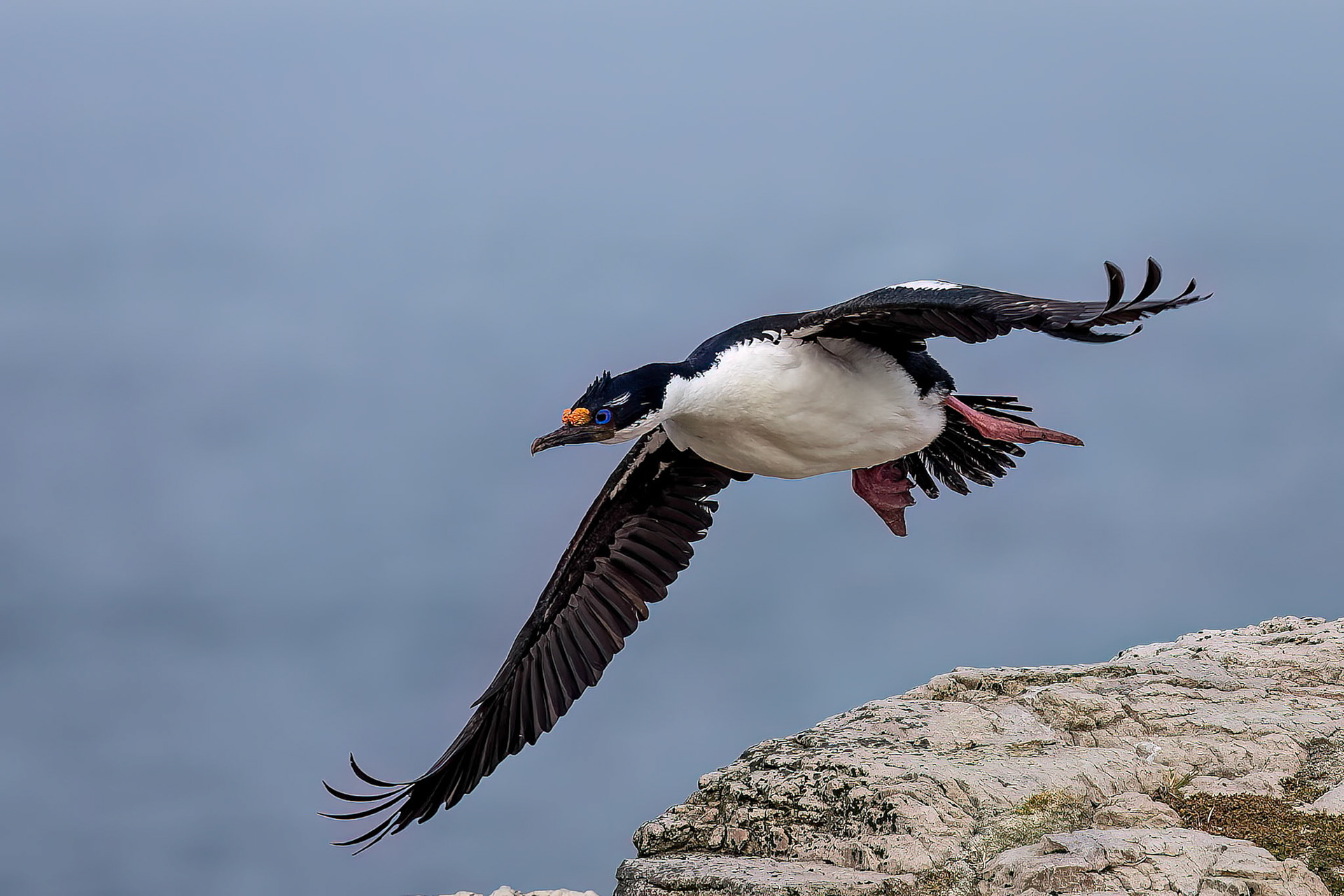 Imperial cormorant, Pebble Island, Falkland Islands