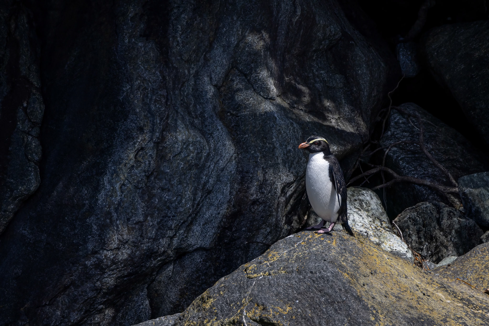 Fiordland crested penguin, Milford, New Zealand