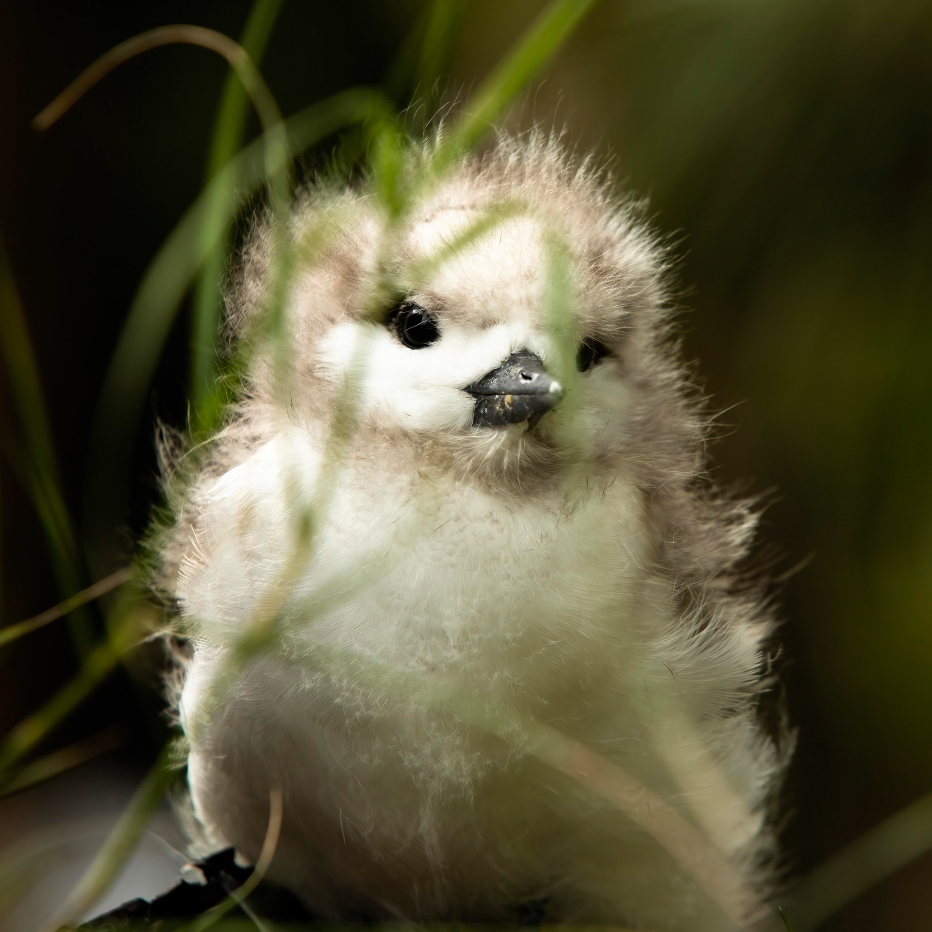 White tern, Lord Howe Island, New South Wales, Australia