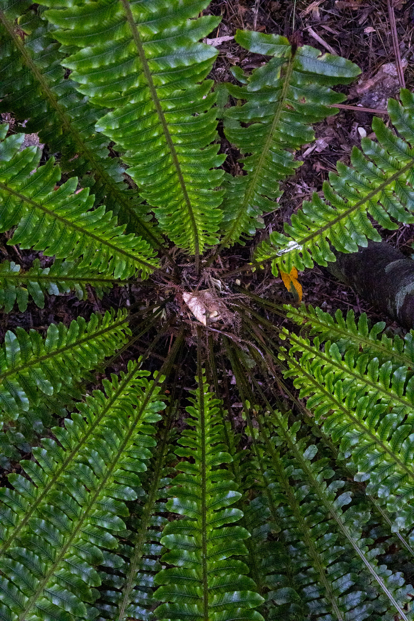 Ulva Island, New Zealand