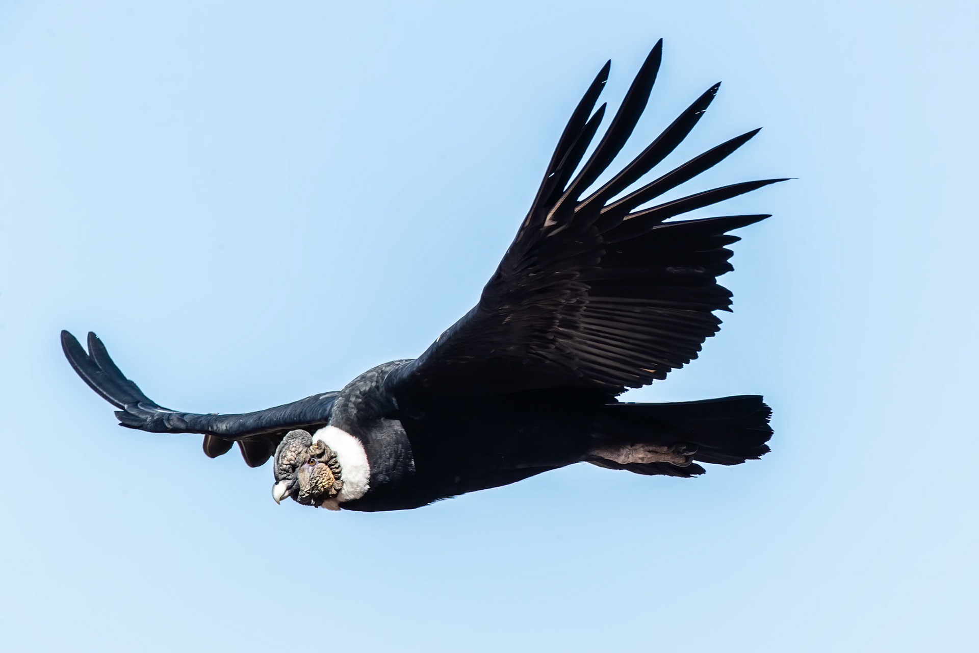 Andean condor, Santiago, Chilé