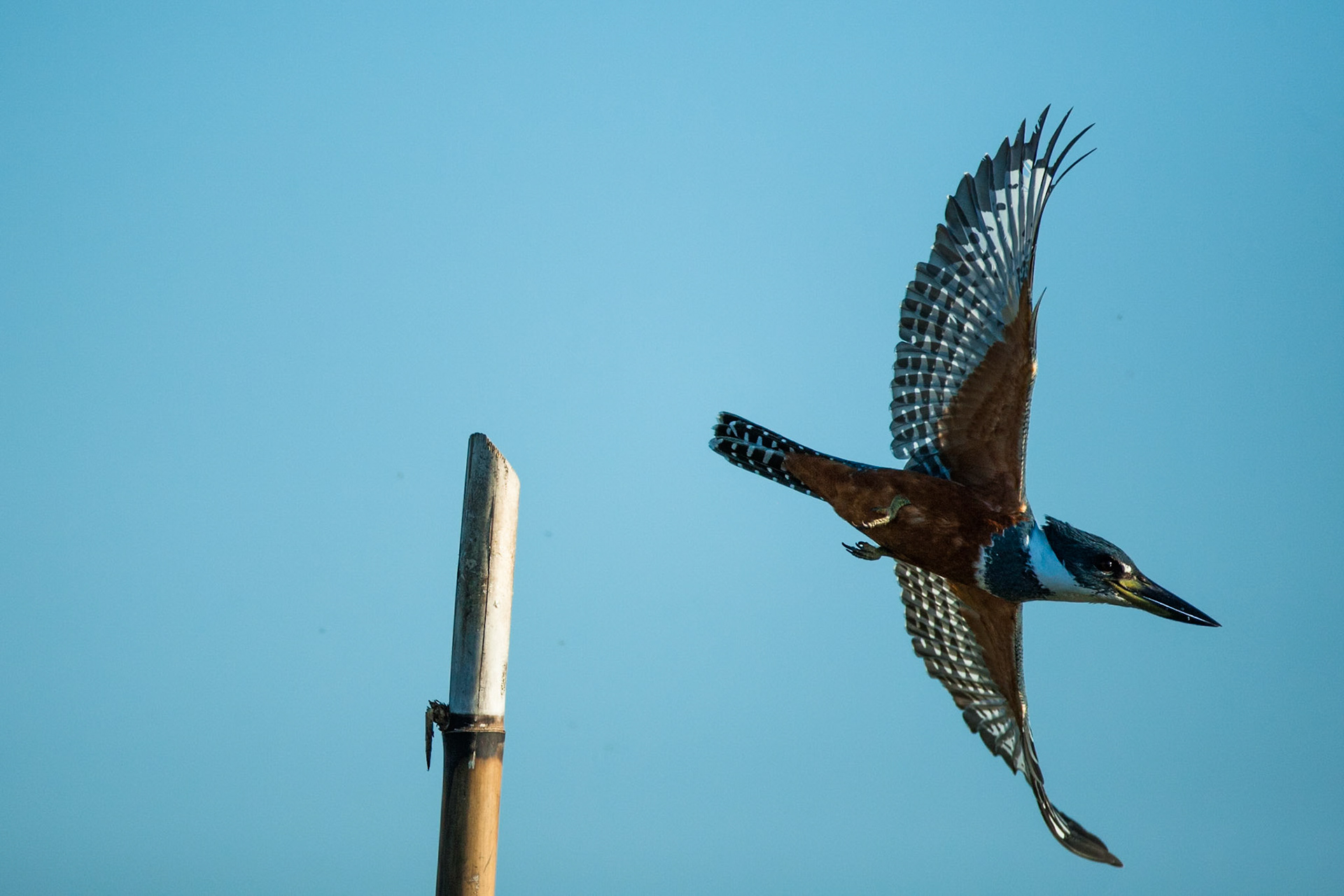 Ringed-kingfisher, Puerto Valle Esteros, Ibera wetlands, Corrientes, Argentina