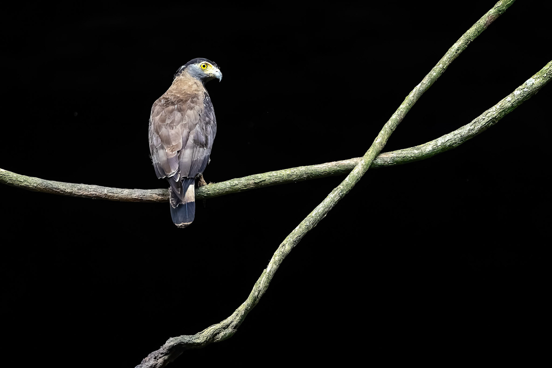Crested serpent-eagle, Sukau, Borneo