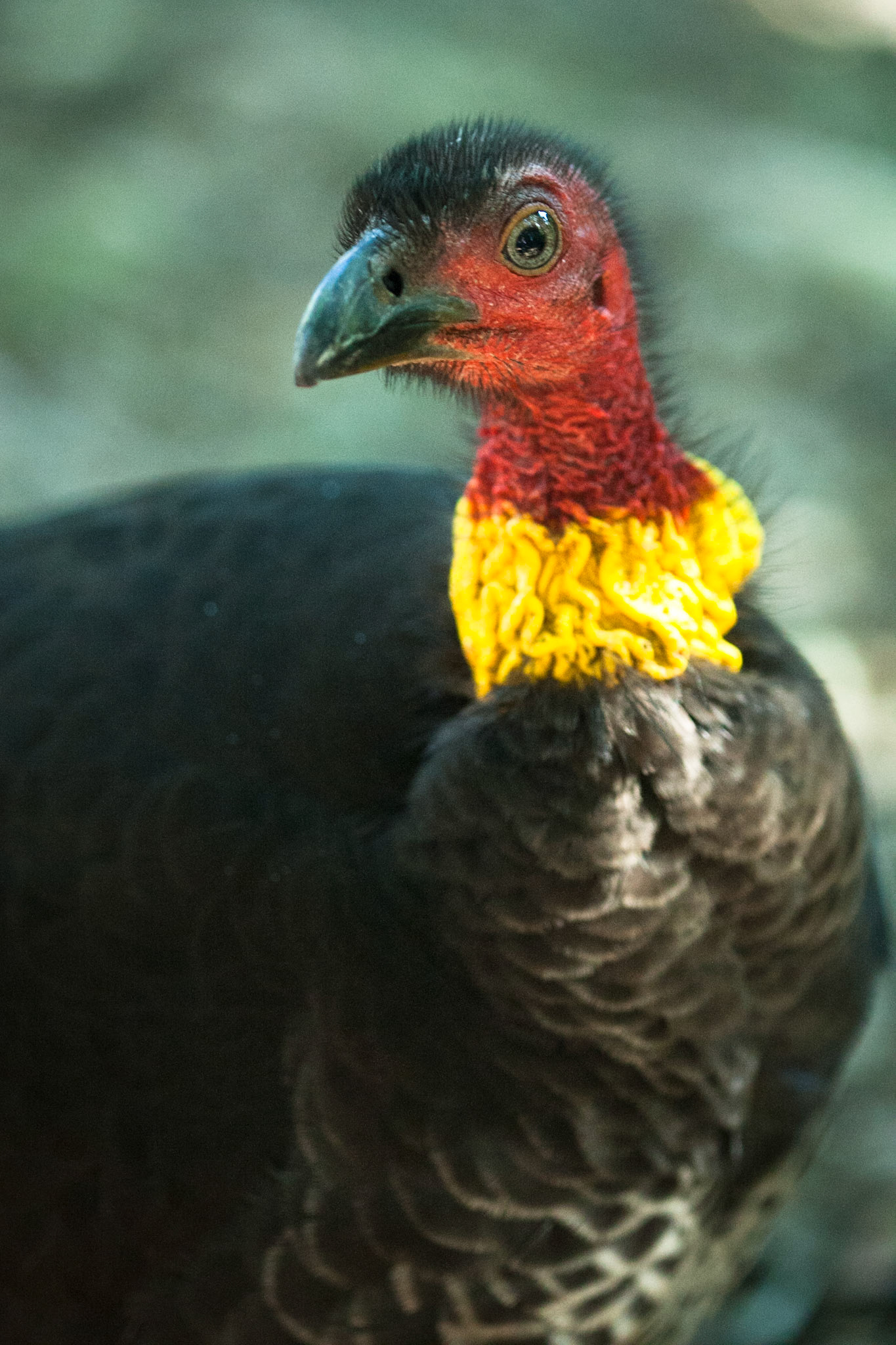 Lamington National Park, Queensland