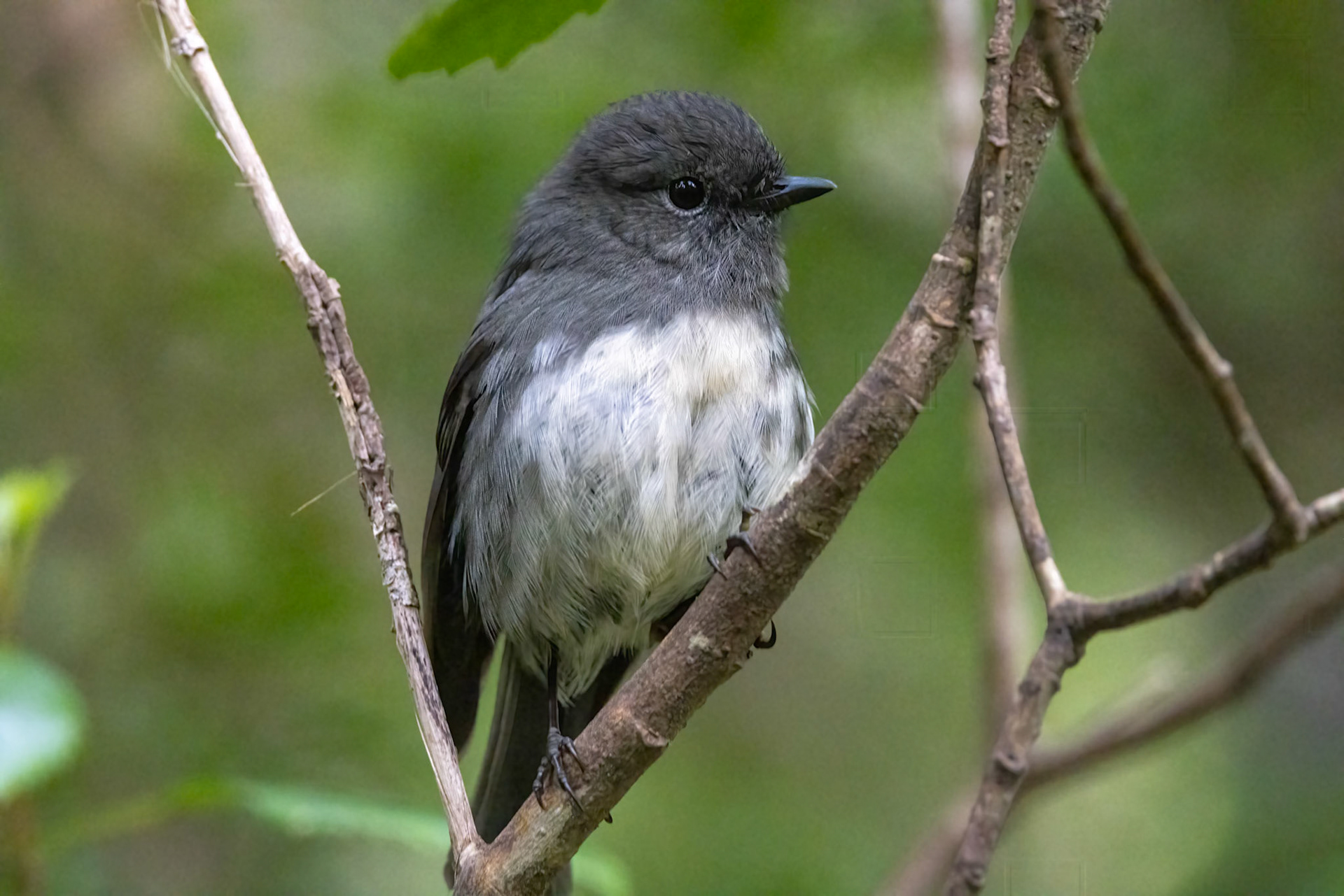 South Island robin, Ulva Island, New Zealand