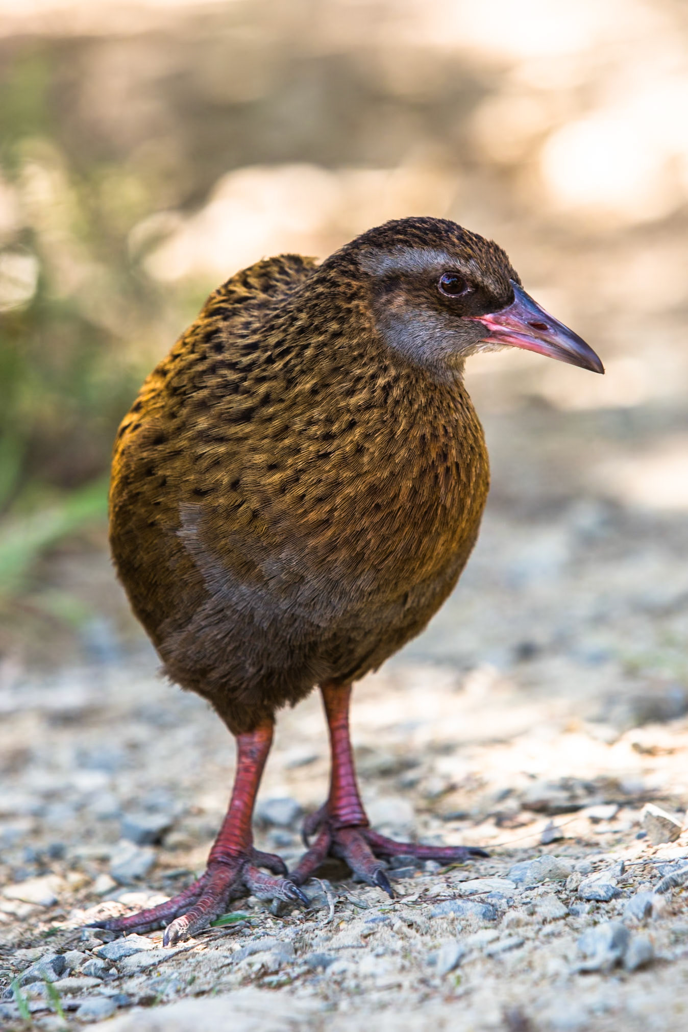 Western weka, Marlborough Sound, New Zealand