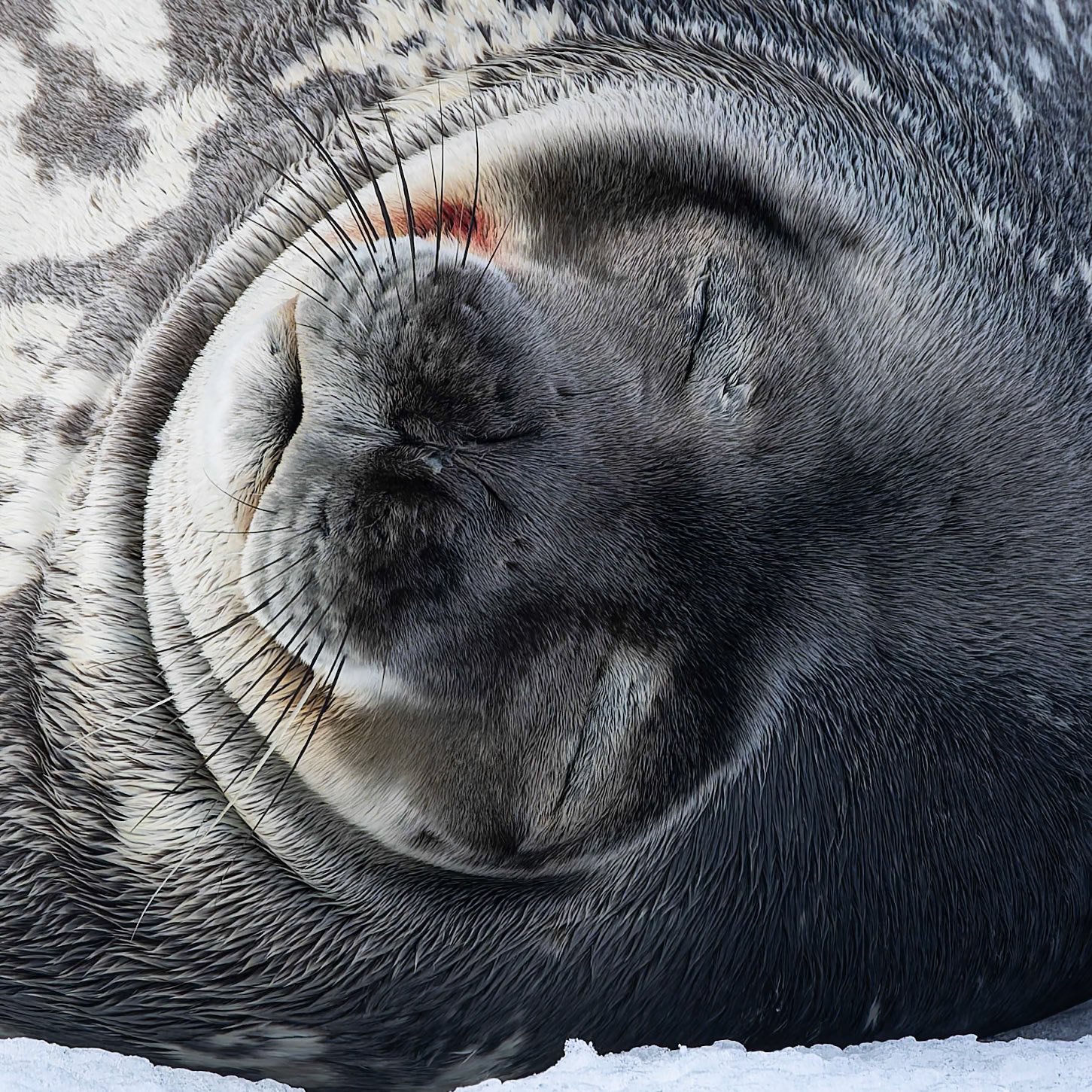 Weddell seal, Half-moon Island, Shetland Islands, Antarctica