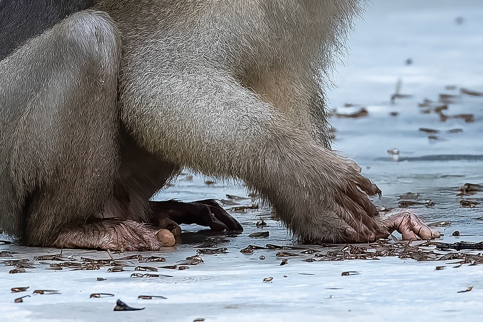 Pig-tailed macaque, Utan, Borneo