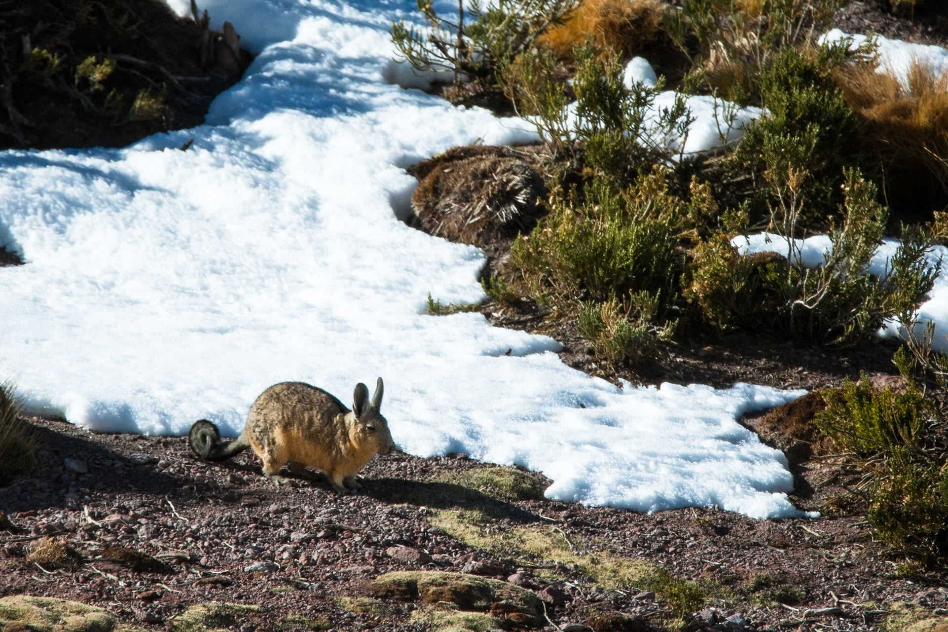 Vizcacha, Altiplano, Atacama, Chile