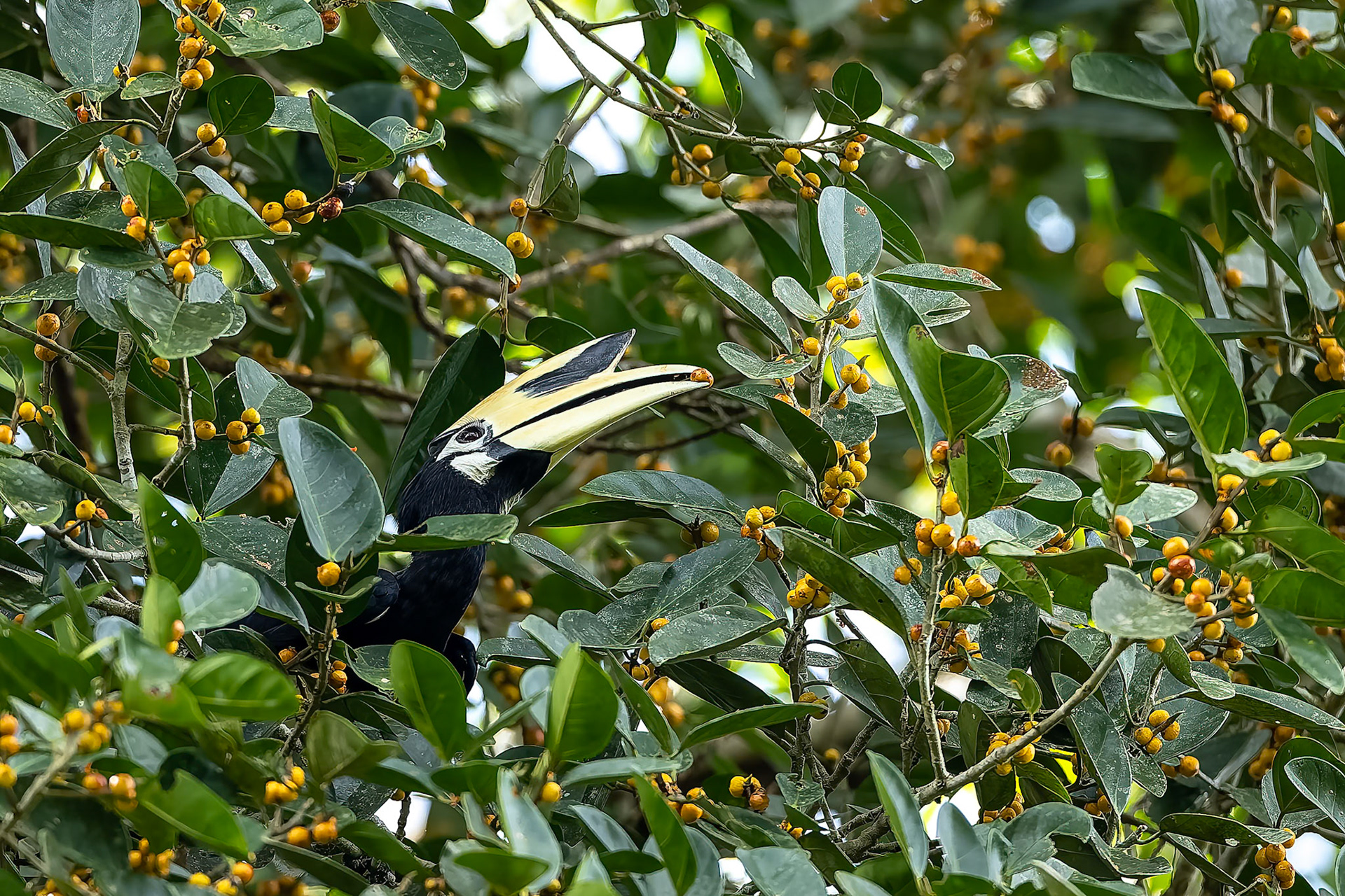 Oriental pied-hornbill, Sukau, Borneo