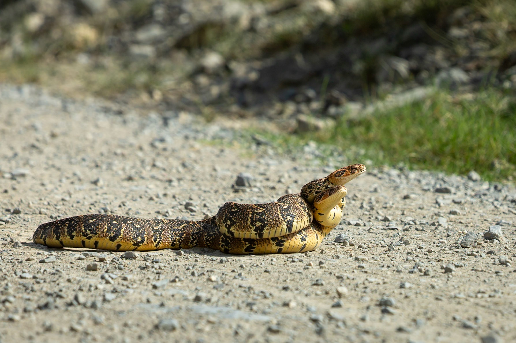 Two male puff adders fighting for mating rights (a test of strength), Koppie Alleen, De Hoop