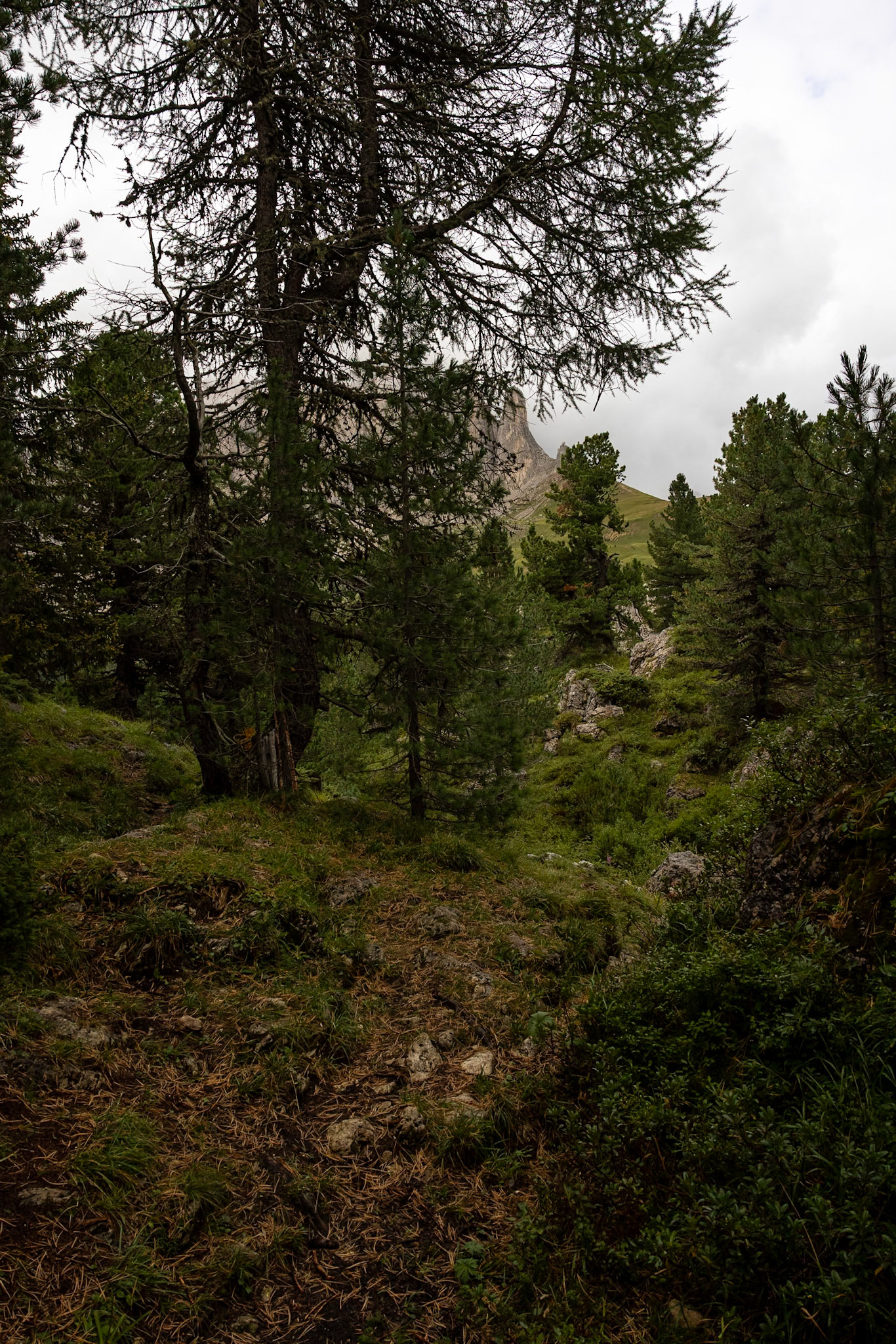 Passo Sella, Sassolungo, Selva di Val Gardena, Dolomites, South Tyrol, Italy