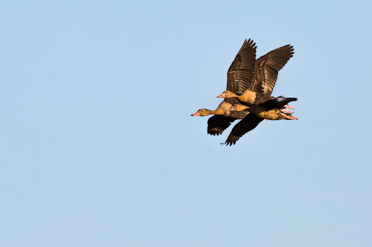 Black-bellied whistling ducks, Pousada Piuval, Pantanal, Brazil