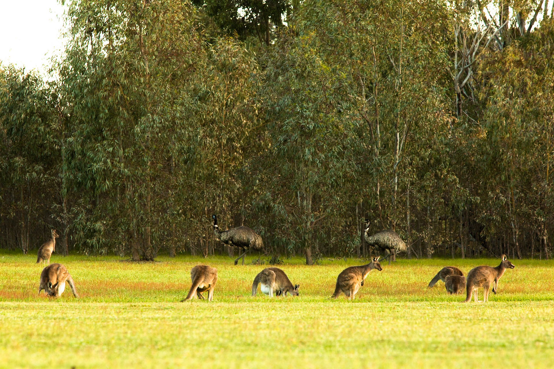 Eastern grey kangeroo and Emus, Hall's Gap, The Grampians, Victoria