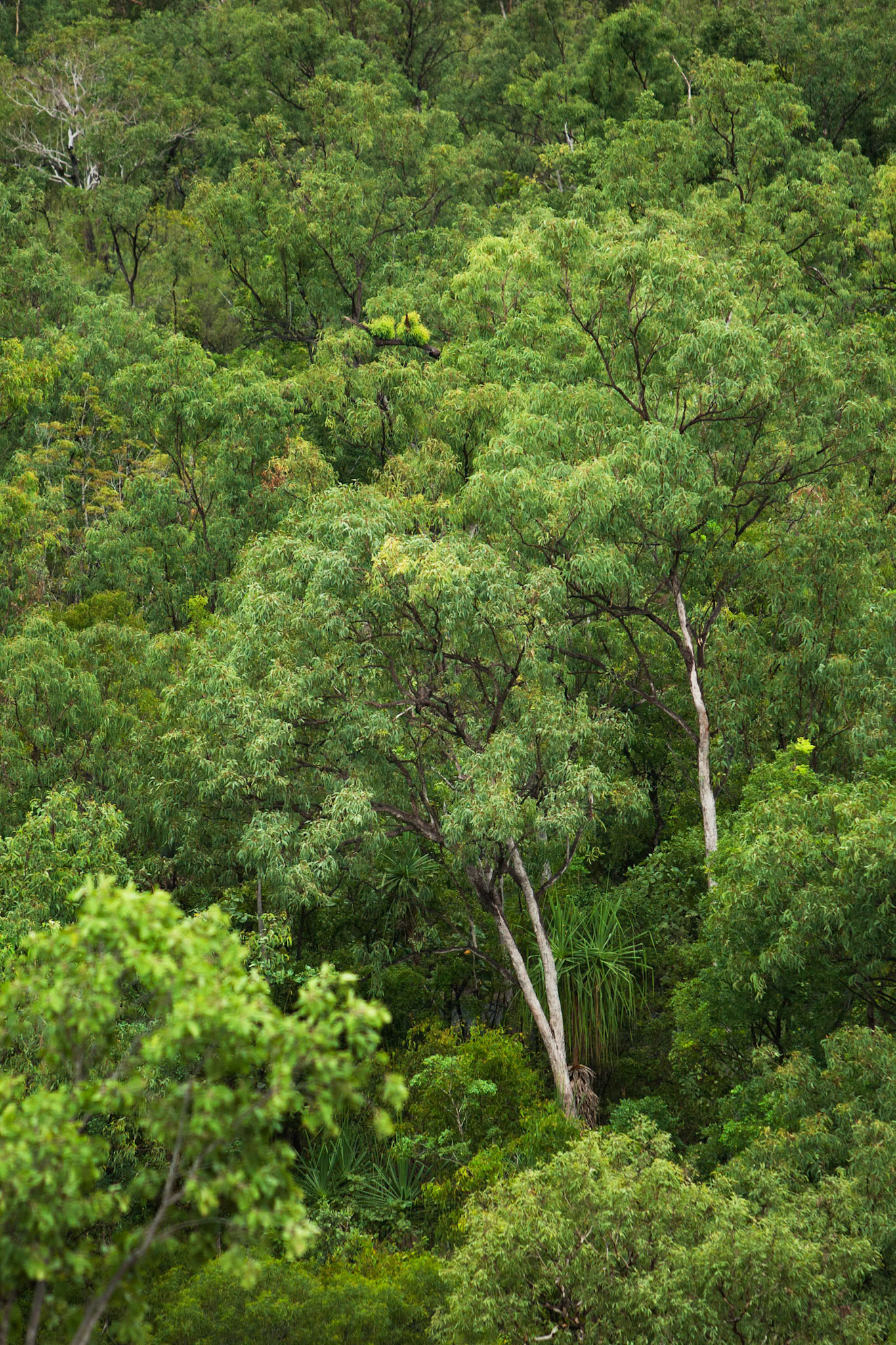 Trees, Cooinda, Kakadu, Northern Territory