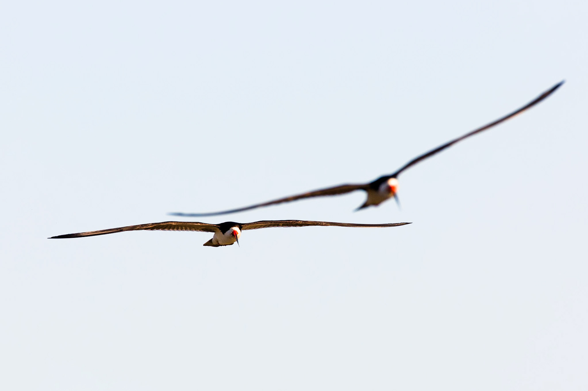 Black skimmer, Pousada Piuval, Pantanal, Brazil