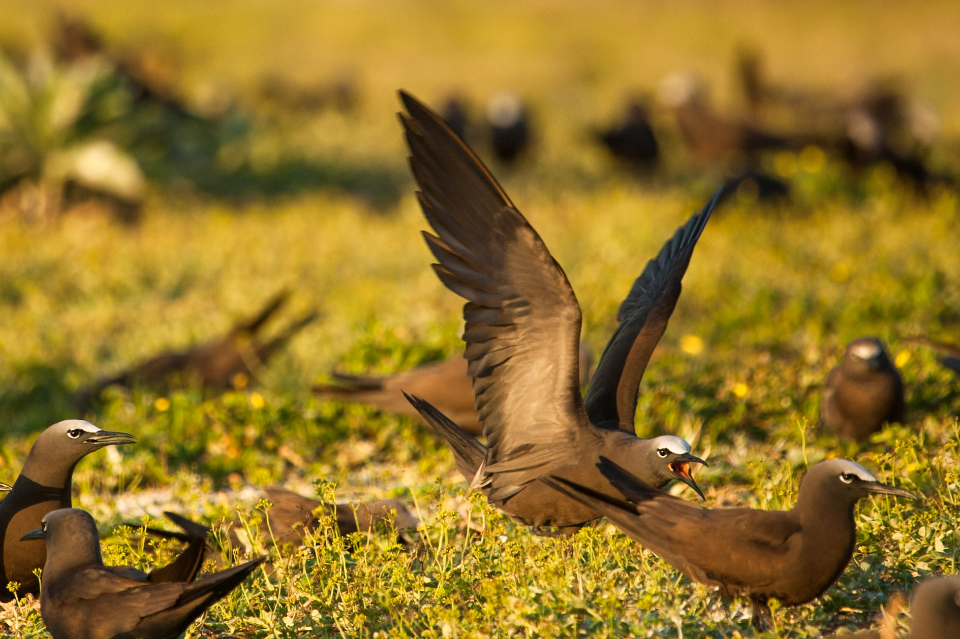 Common (brown) noddies at sunrise, Lady Elliot Island, Queensland, Australia