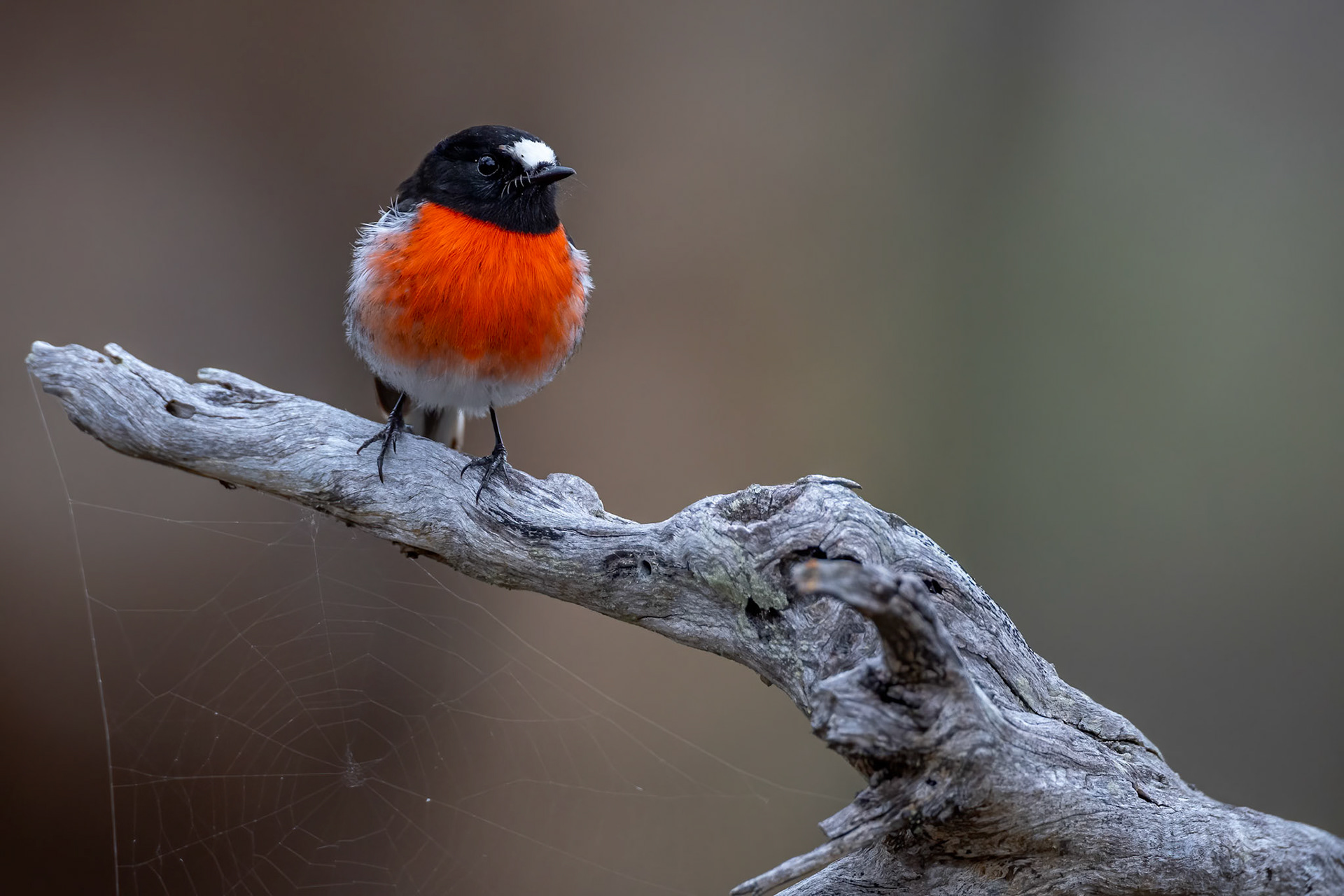 Scarlet robin, Stirling Ranges, West Australia