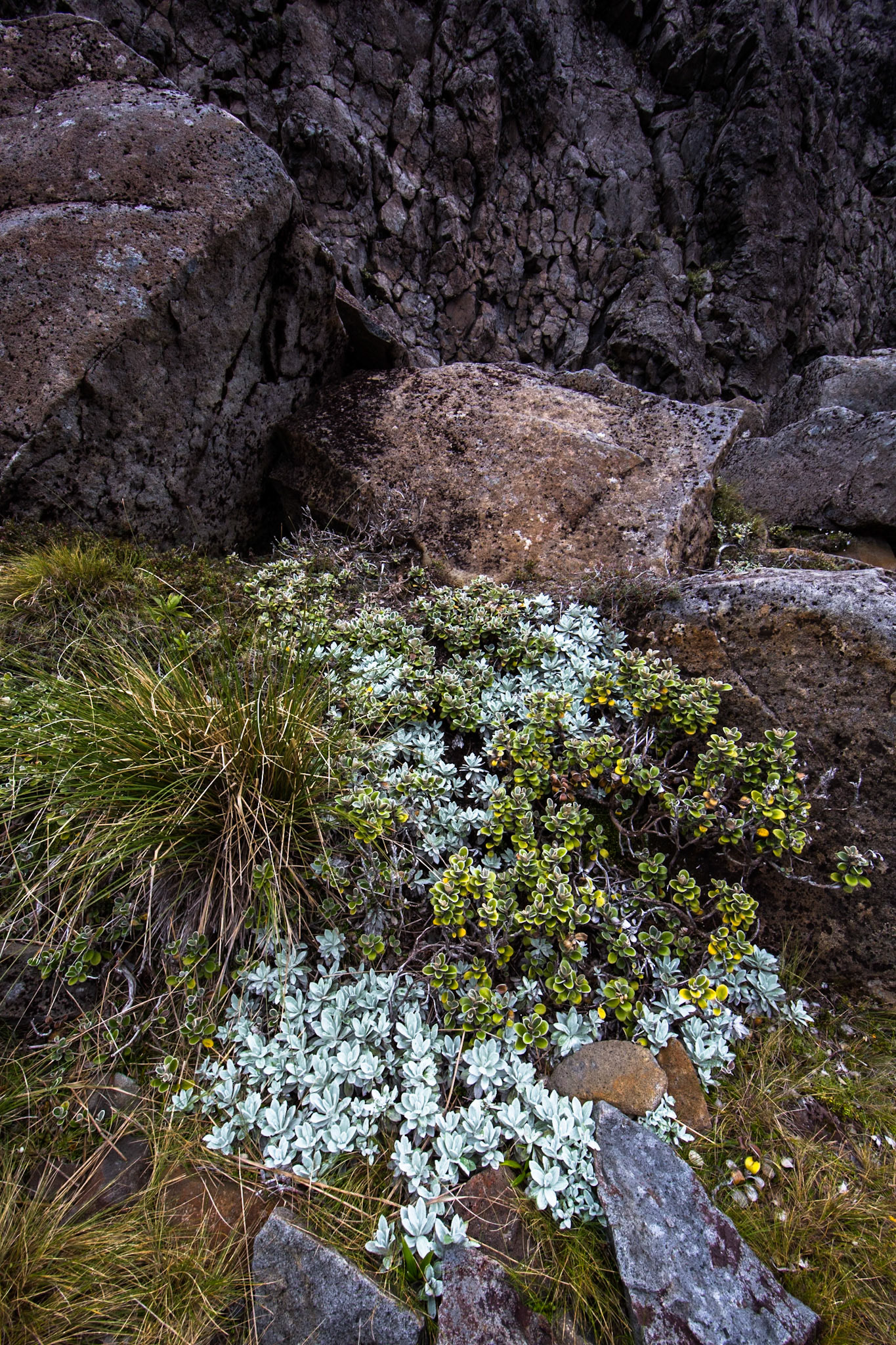 Whakapapa, Tongariro, New Zealand