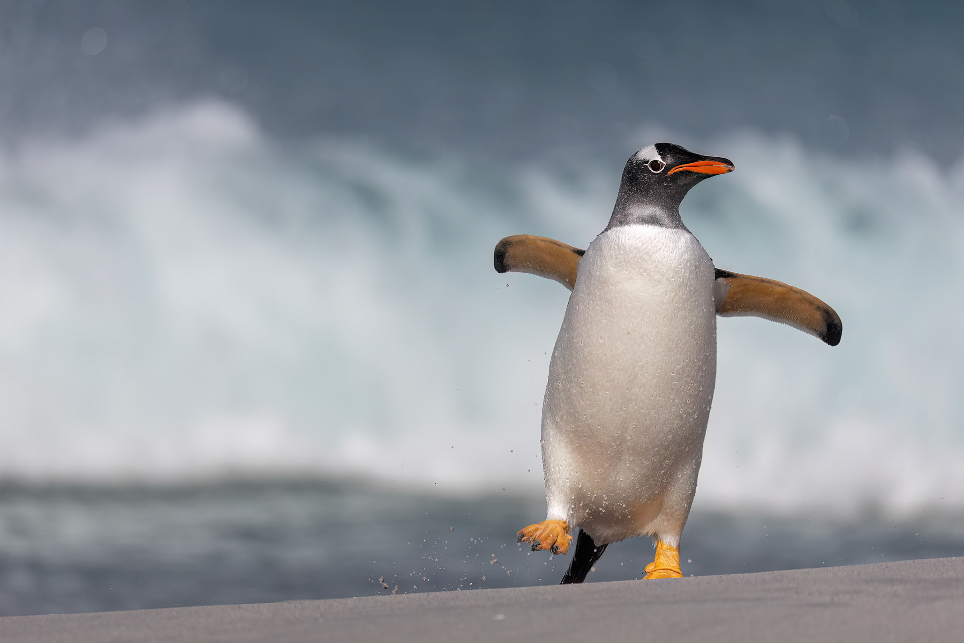Gentoo penguin, Bleaker Island, Falkland Islands