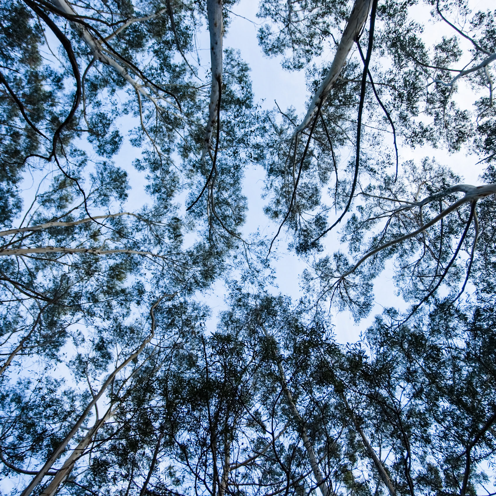 Blue Mountains, New South Wales, Australia