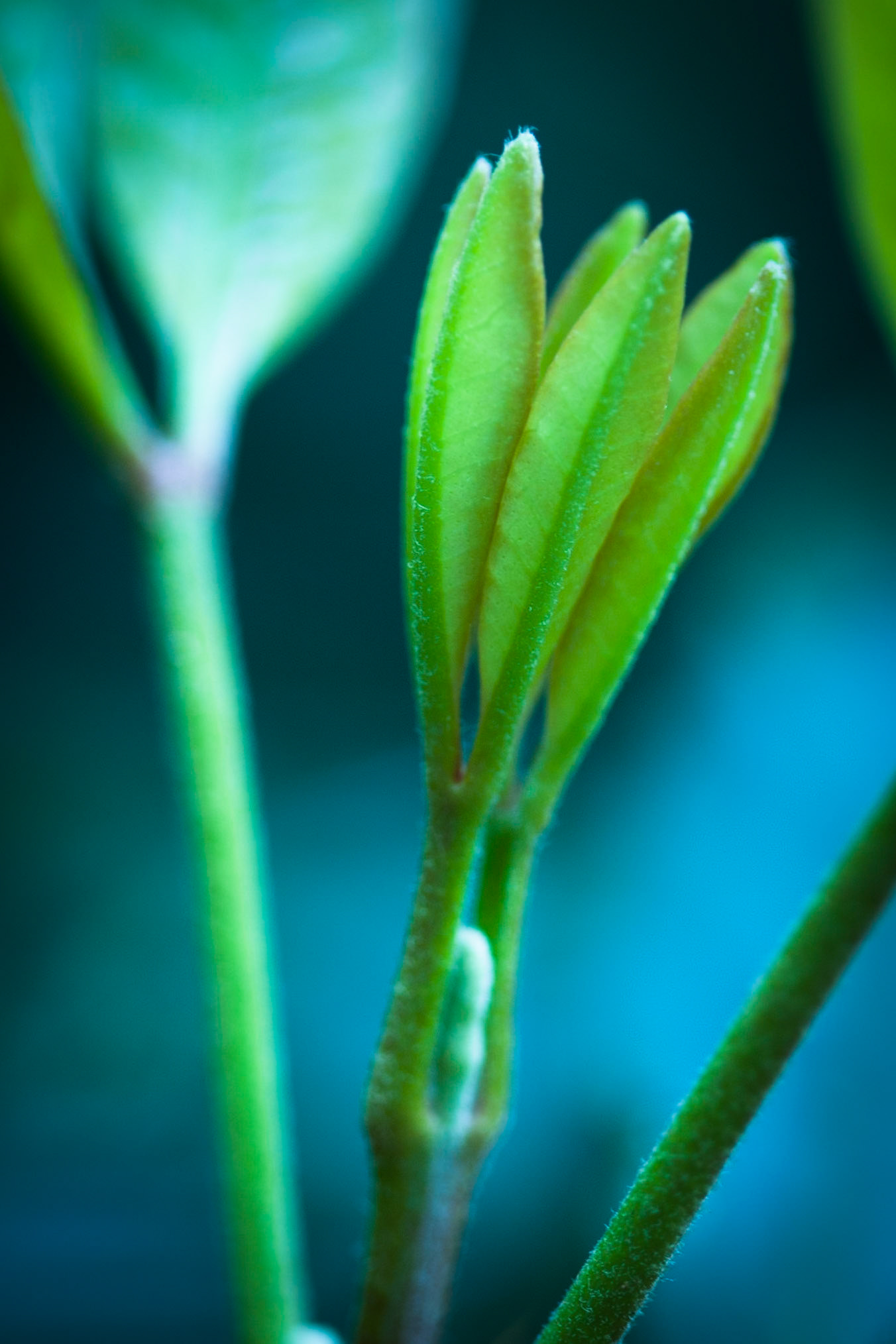 Lamington National Park, Queensland