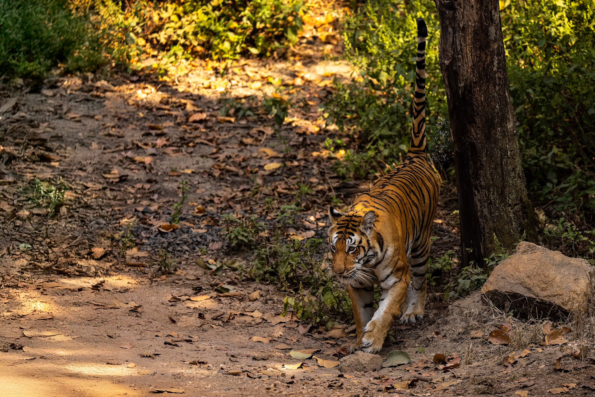 Bengal tiger, Khana, India
