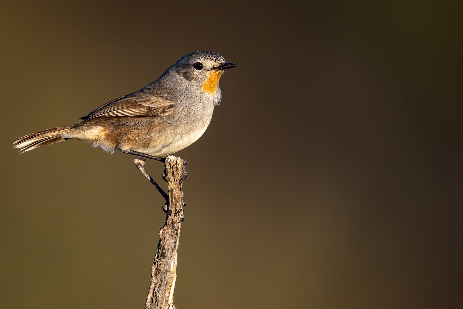 Redthroat, Port Augusta, South Australia