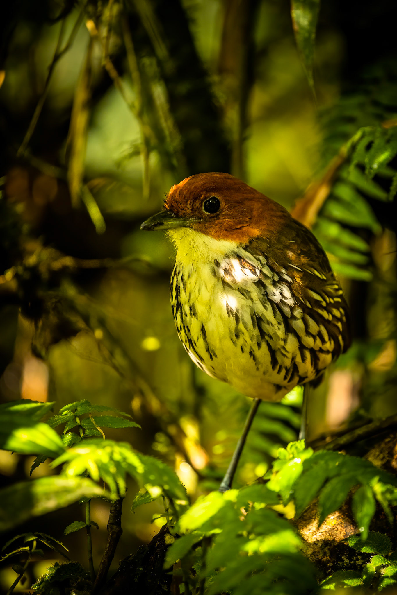 Chestnut-crowned antpitta, Rio Blanco, Colombia