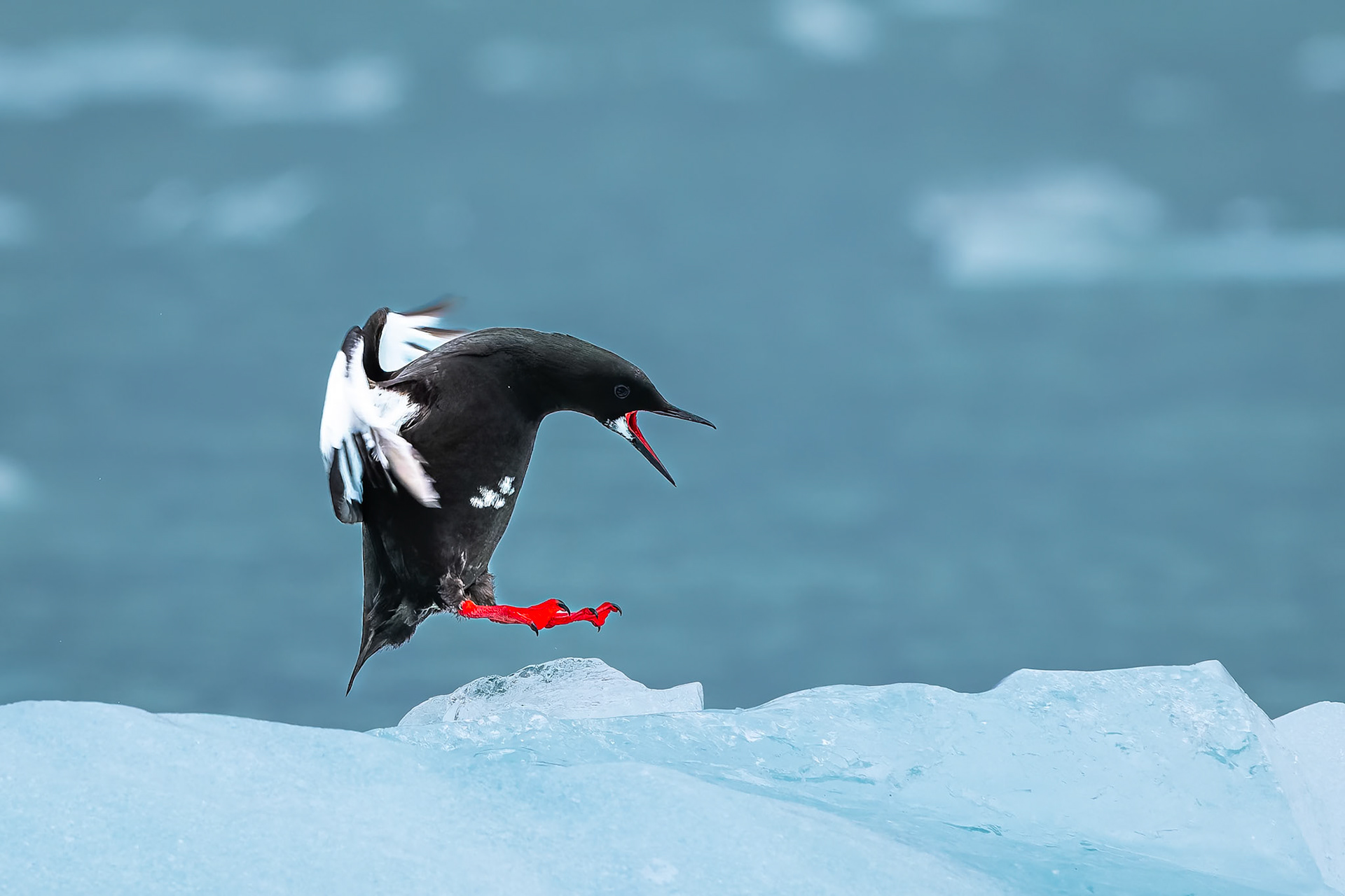 Black guillemot, Magdelena Fjord, Svalbard, Norway