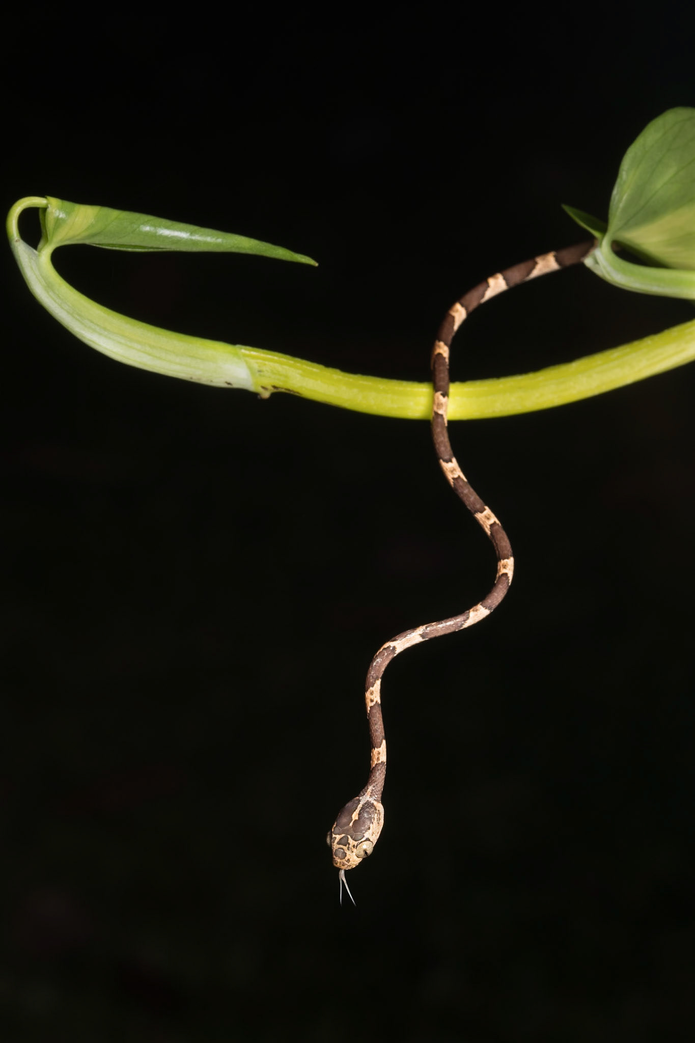 Blunt-headed vine snake, Villa Lapas, Costa Rica